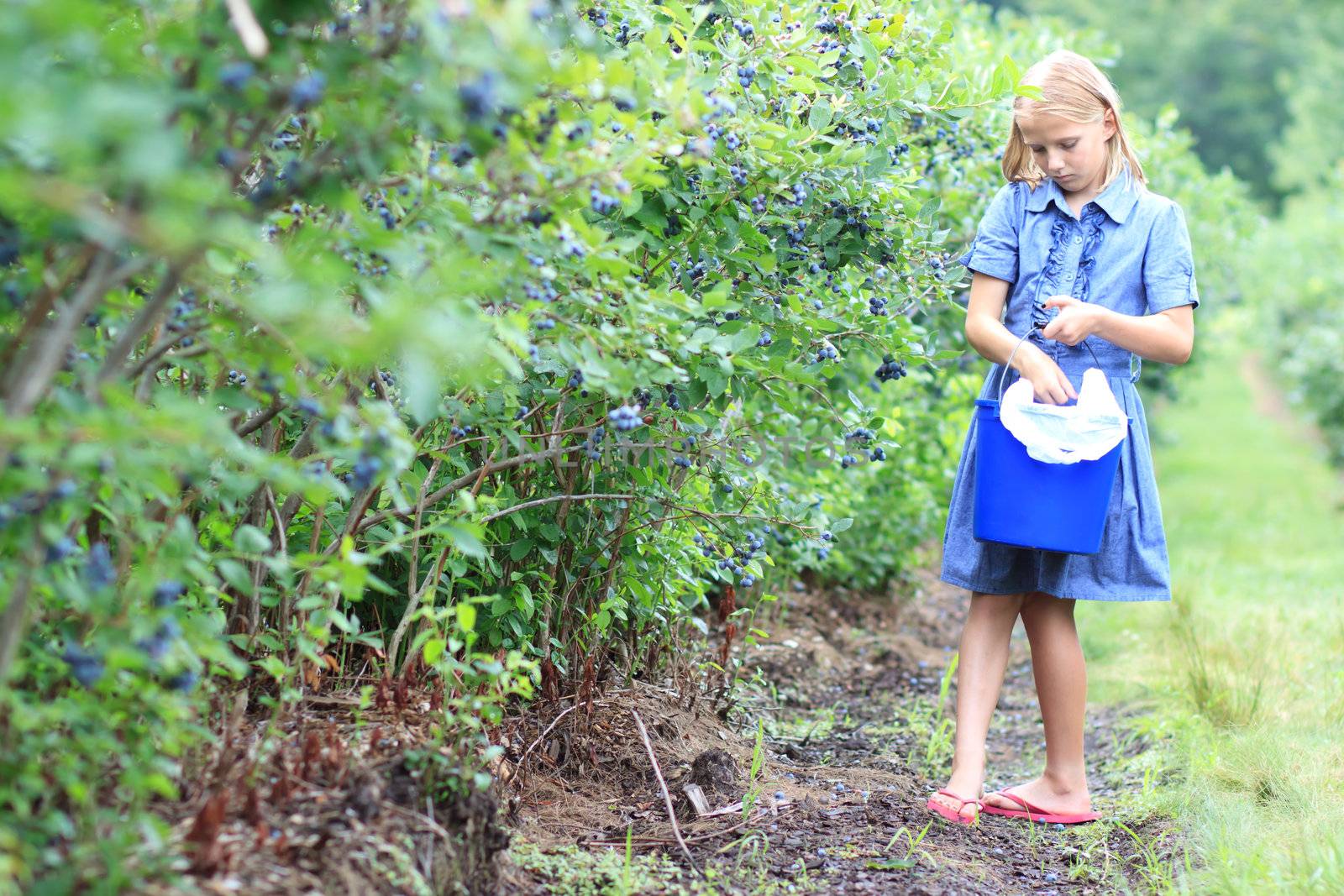 Blonde Girl Picking Blueberries by melpomene