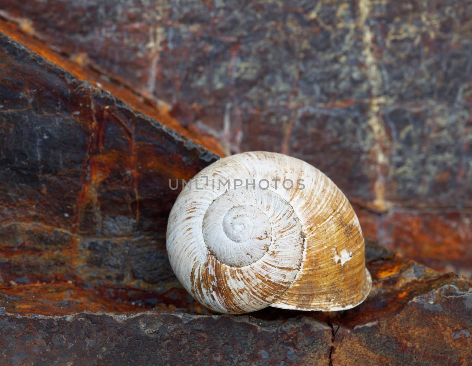 Cockleshell on slate background