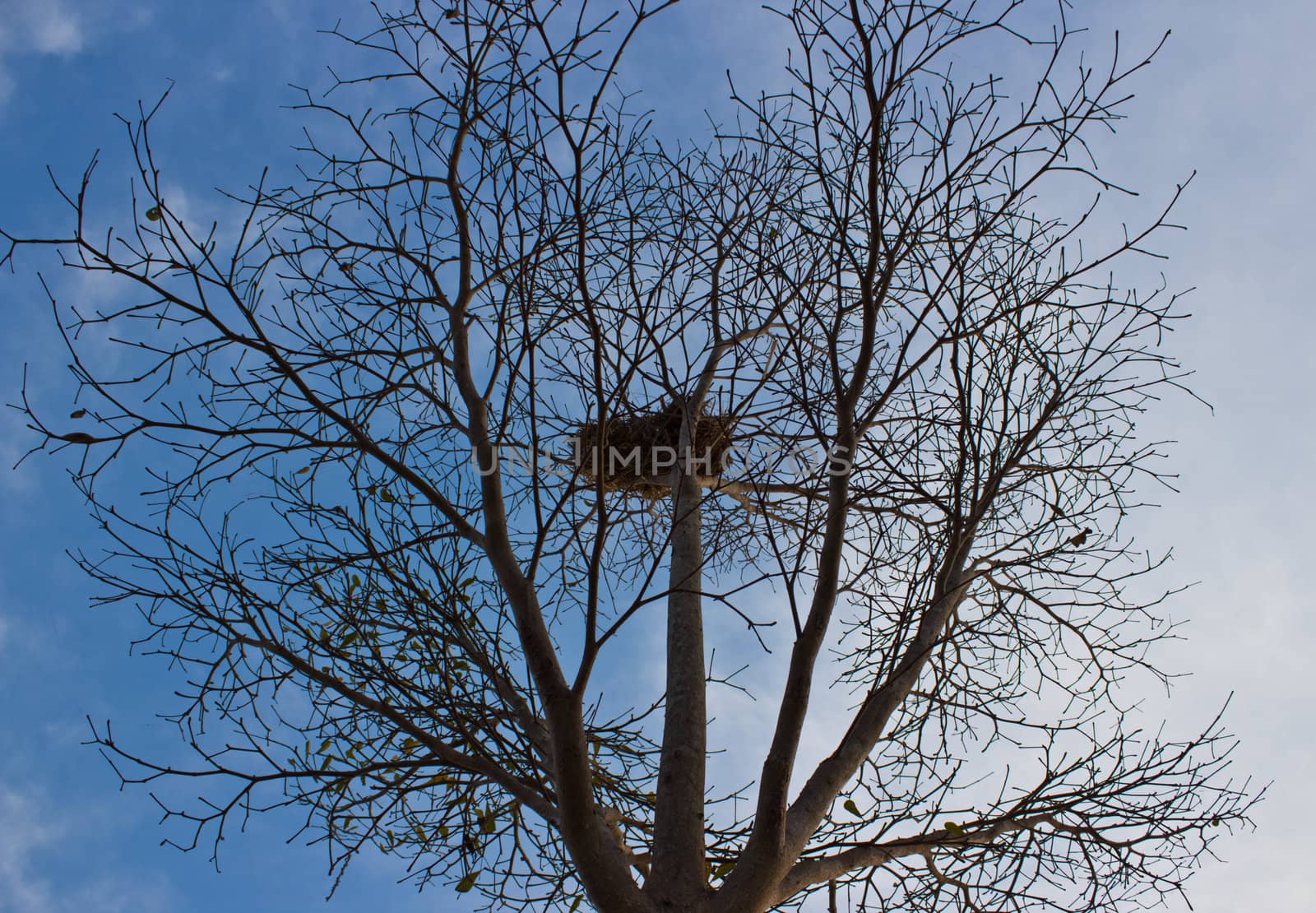 Patterns of branches and blue sky.