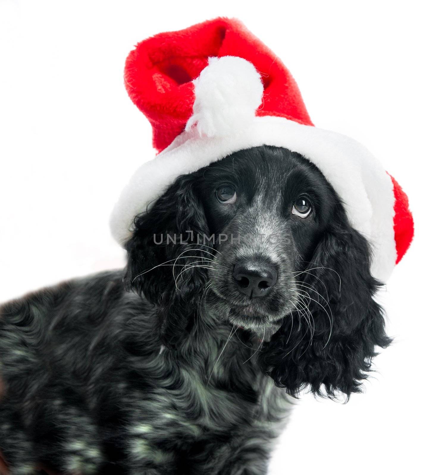 cocker spaniel wearing santa hat by GekaSkr