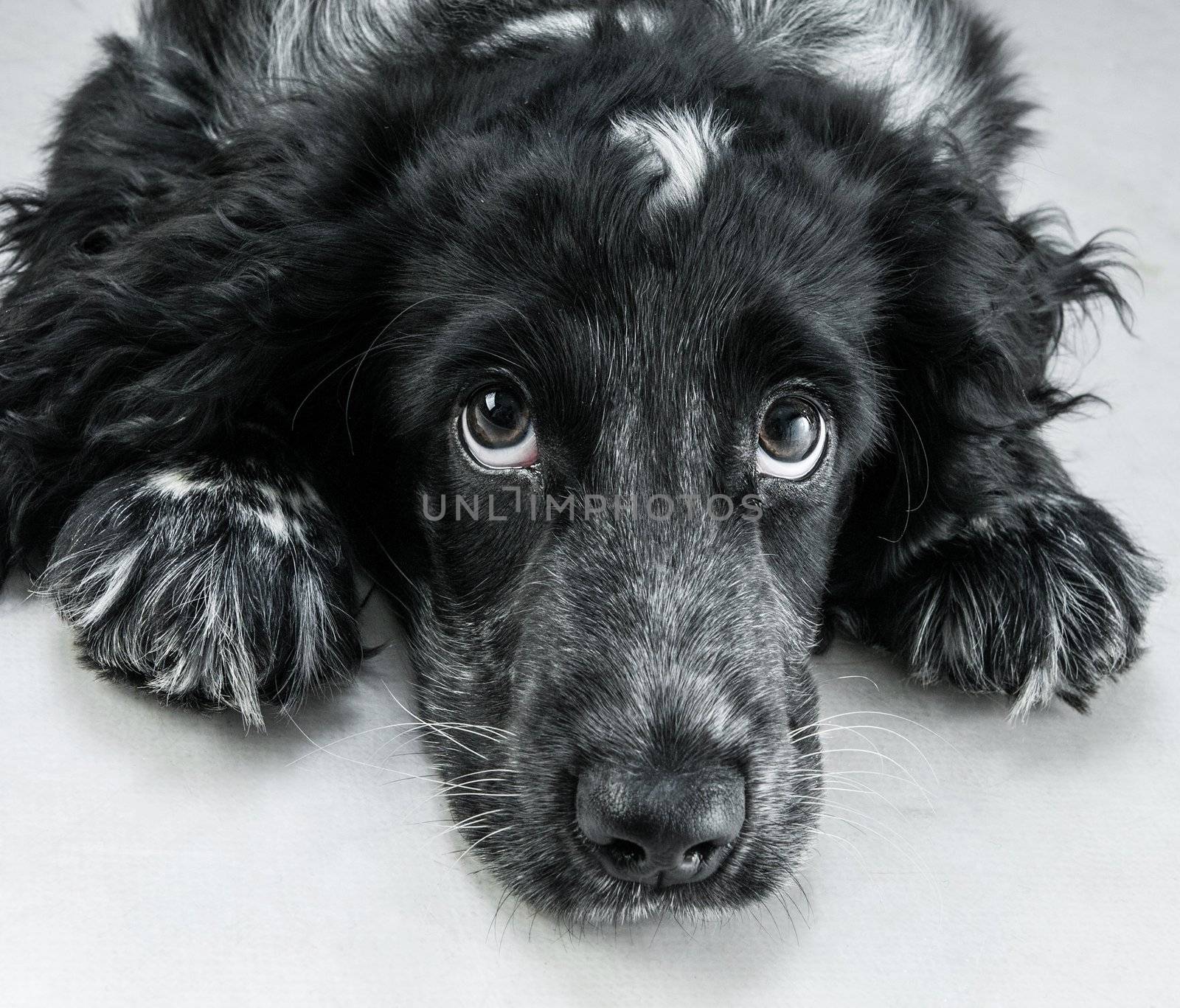 english cocker spaniel by GekaSkr