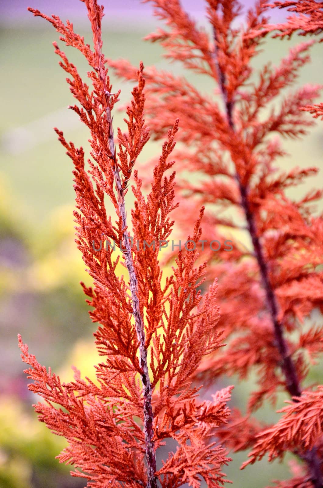 Red tree close up, Nature background by pixbox77