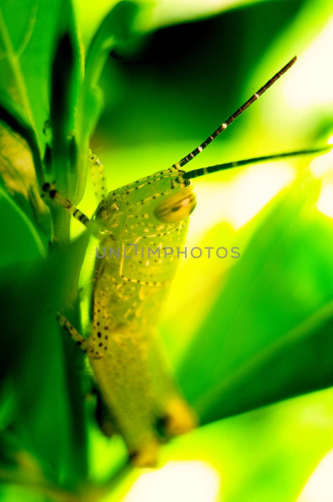 Grasshopper at back the leaf, Close up shot