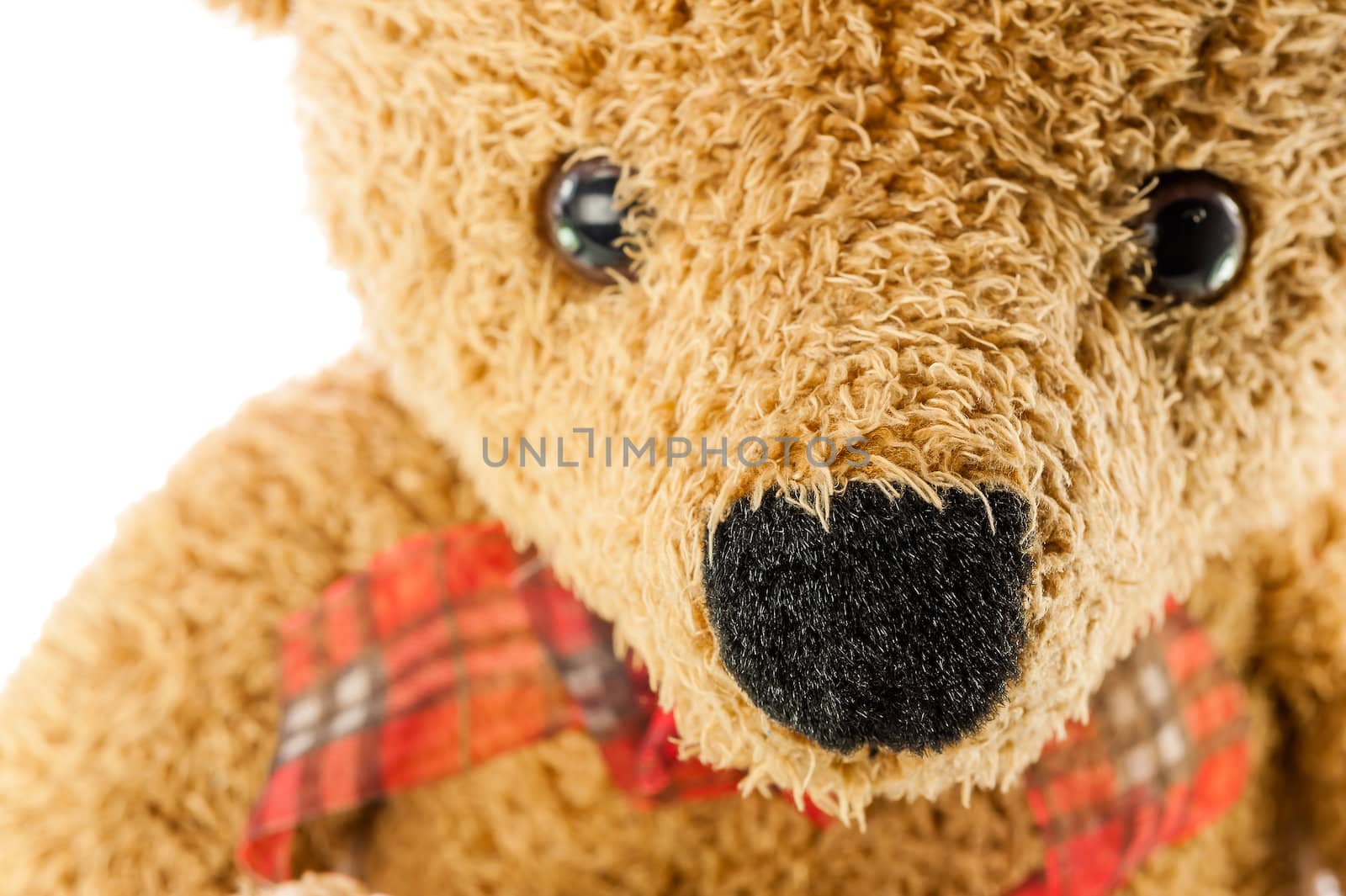 bears doll on white background by moggara12