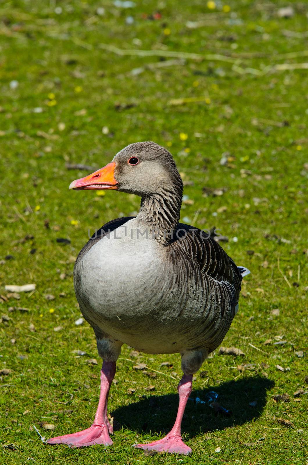 Wild duck on grass background