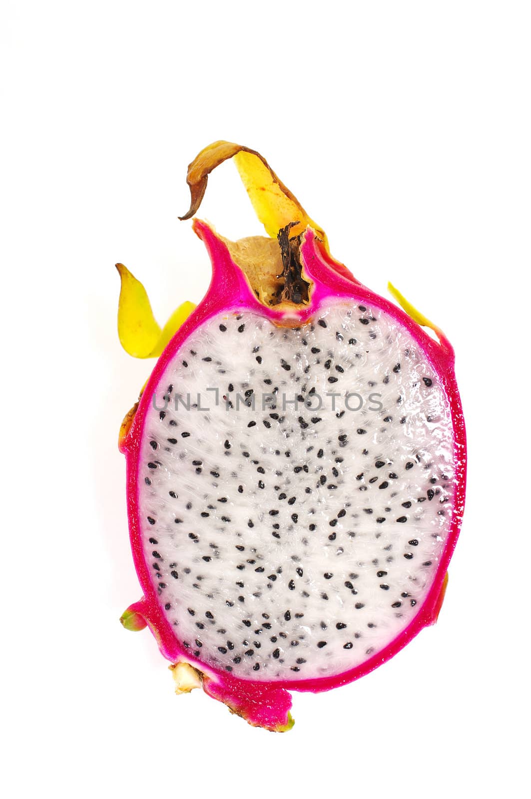 Dragon fruit isolted on white background, Hylocercus undatus (Haw) Brit. & Rose.