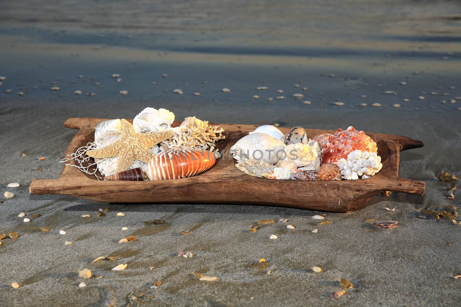 sea shell composition on a wooden bowl