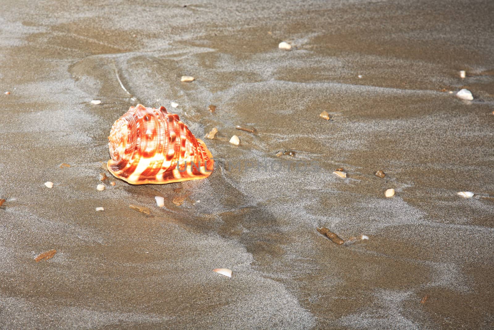 nice sea shell on a sandy beach