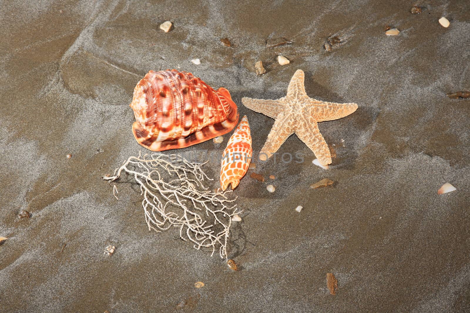 sea star and shells on a sandy beach