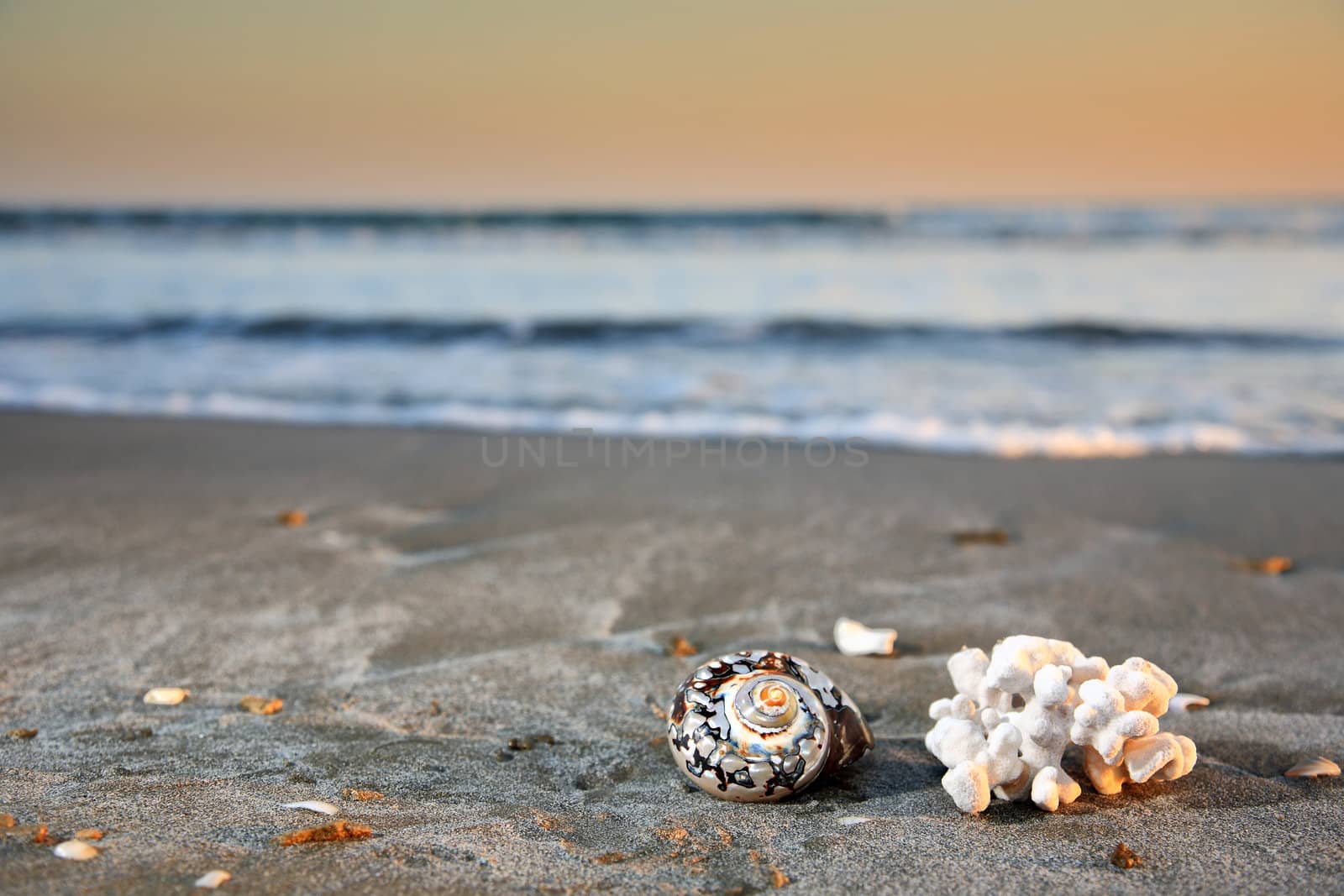 shell and coral on a beautiful beach