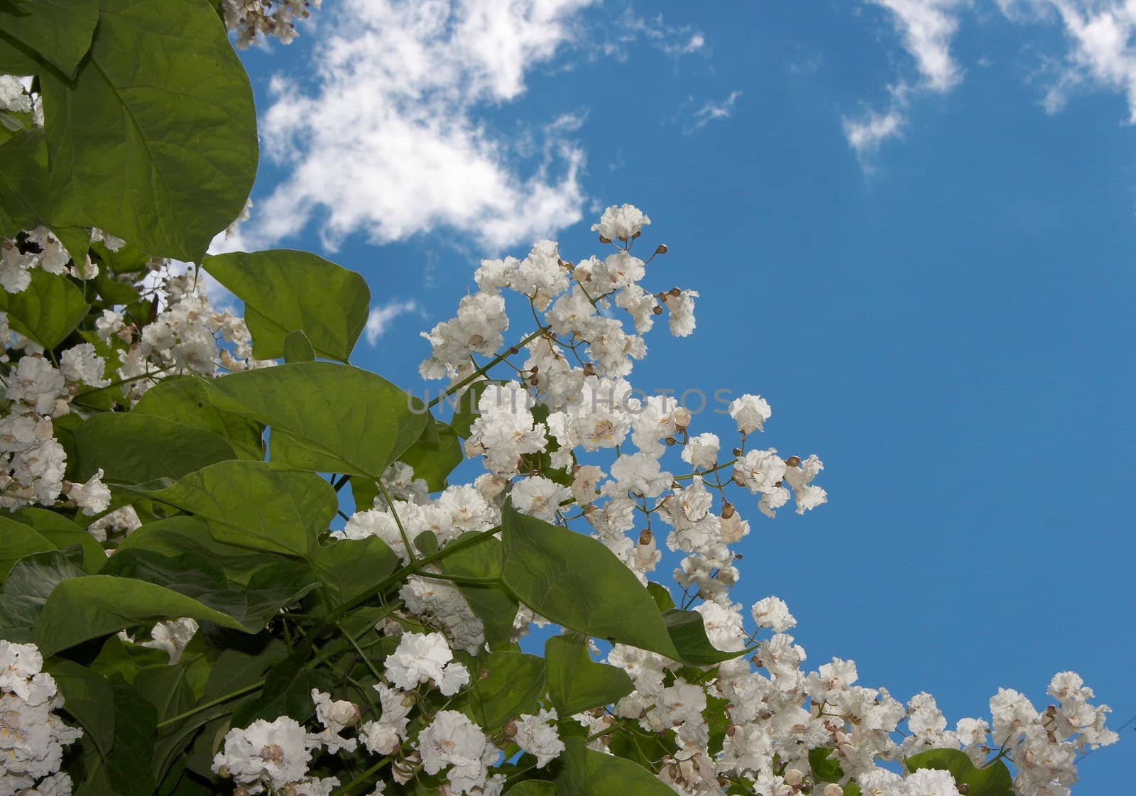 Spring blossom of magnolia tree by fotosergio