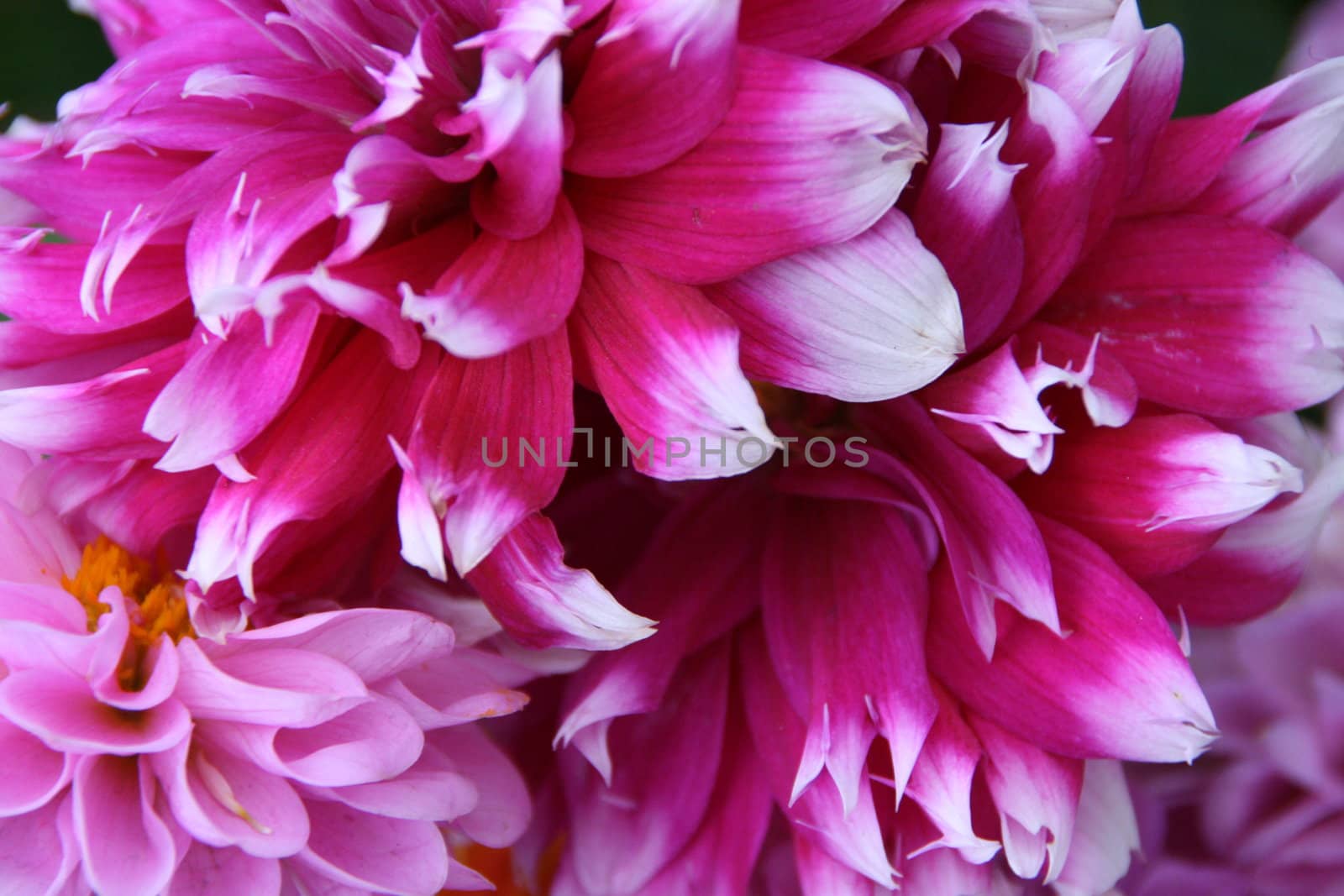 detailed close-up of vivid fresh flower