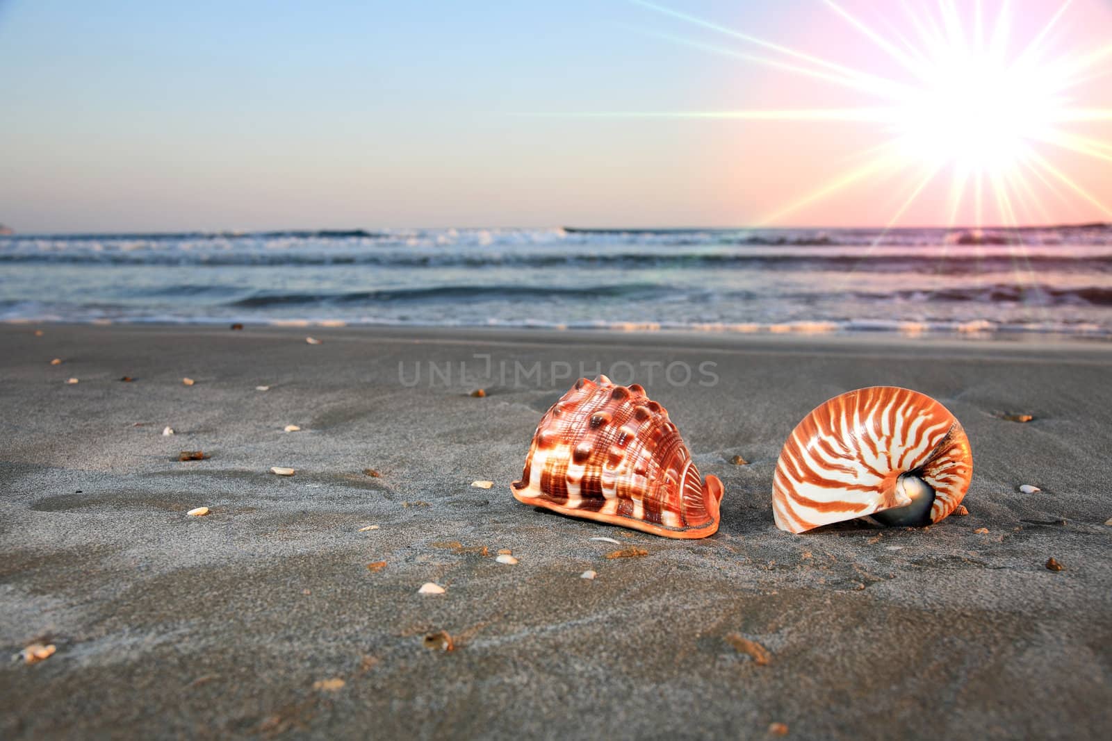 shell and coral on a beautiful beach