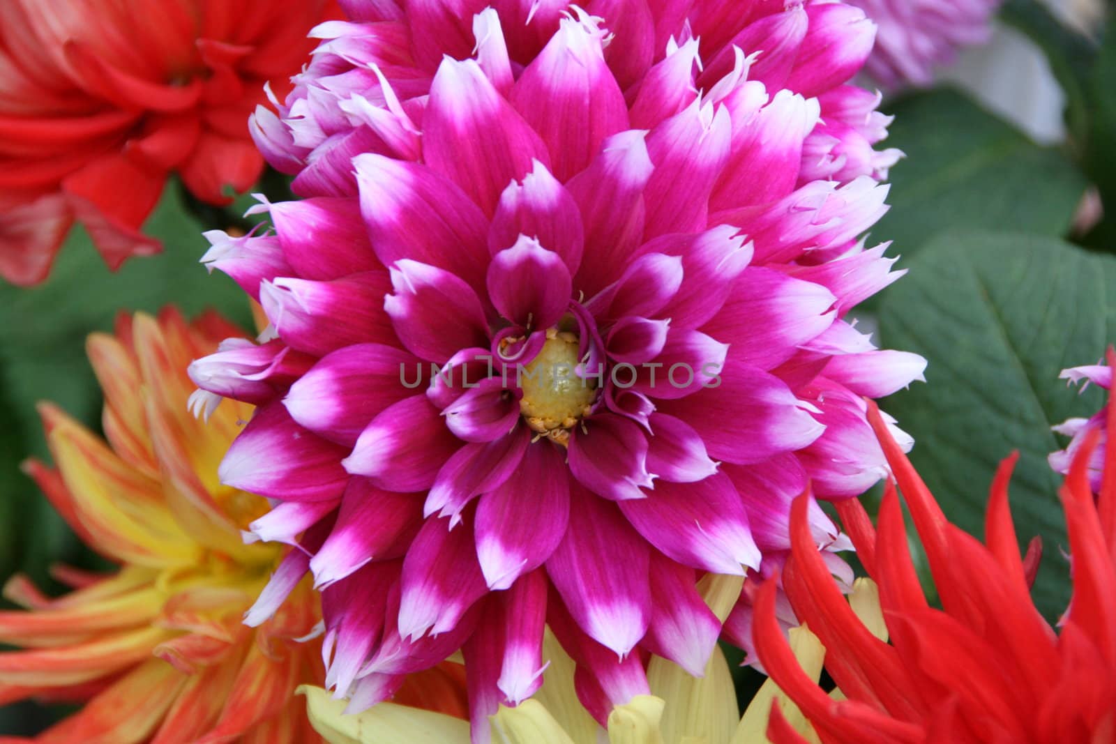 detailed close-up of vivid fresh flower