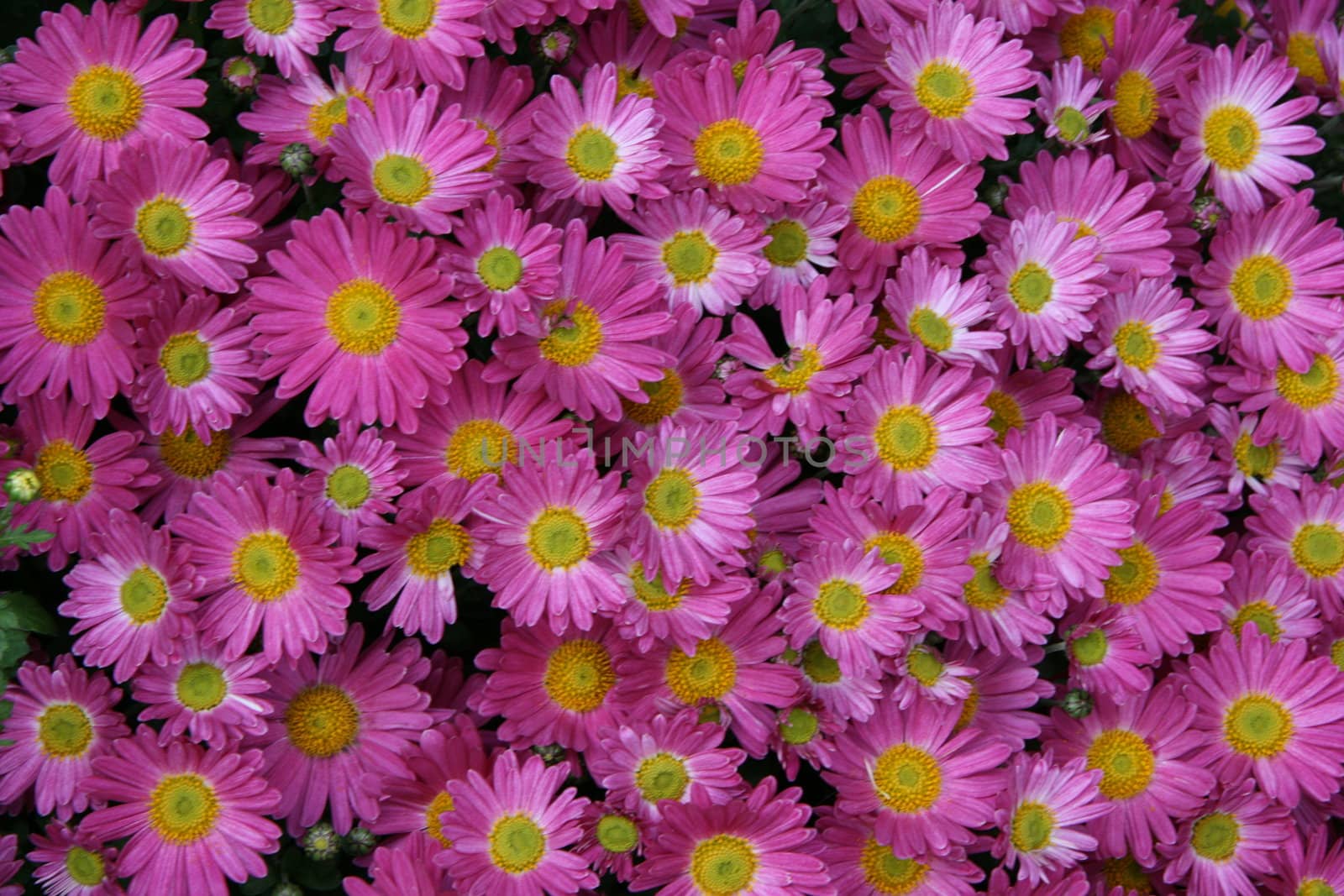 detailed close-up background of vivid fresh flowers