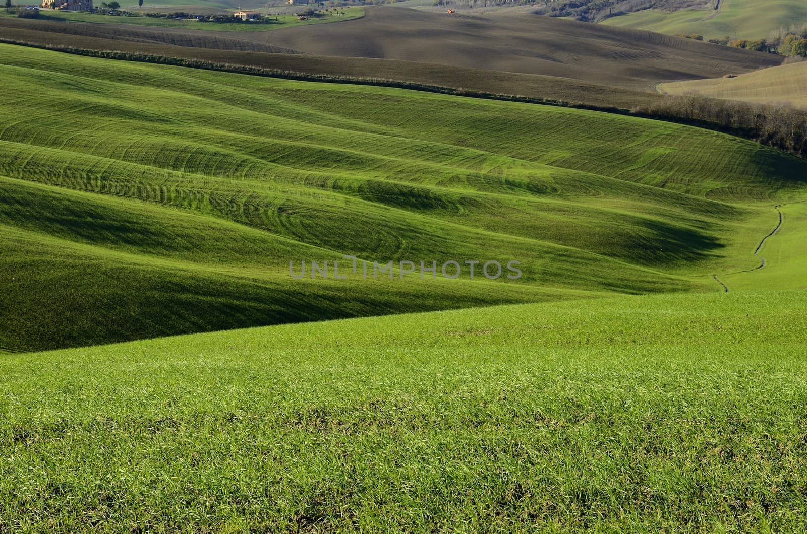 A typical green hillside landsdscape in Tuscany