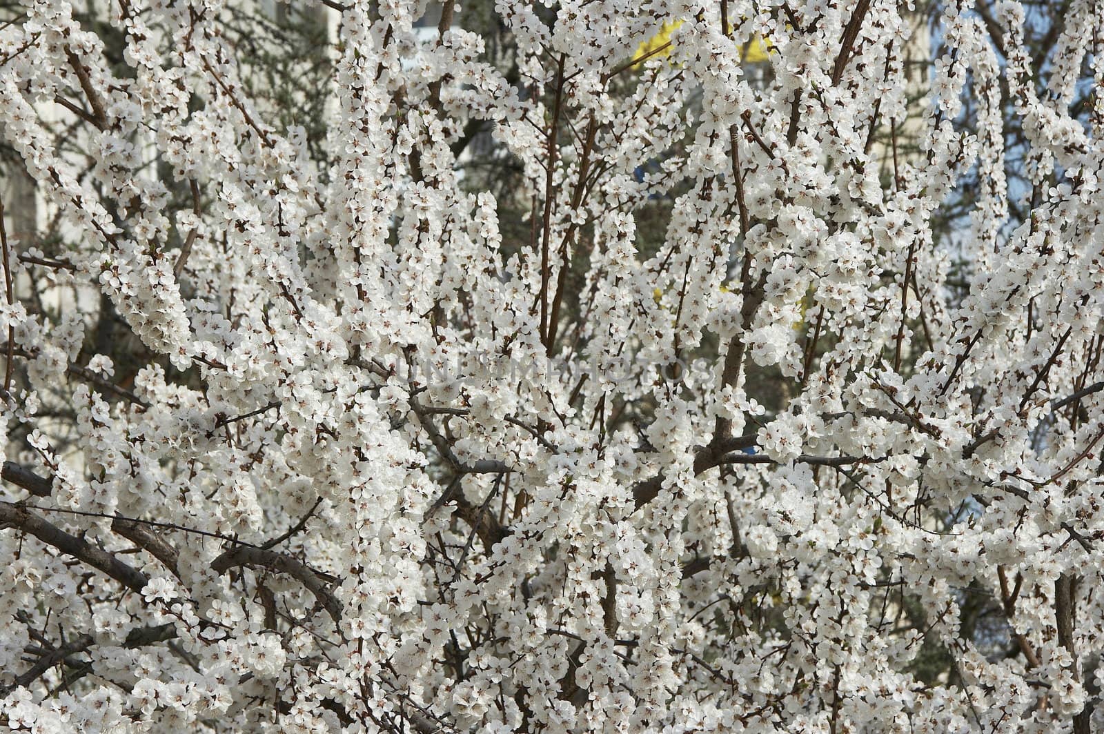 Spring blossom of apricote tree white flowers