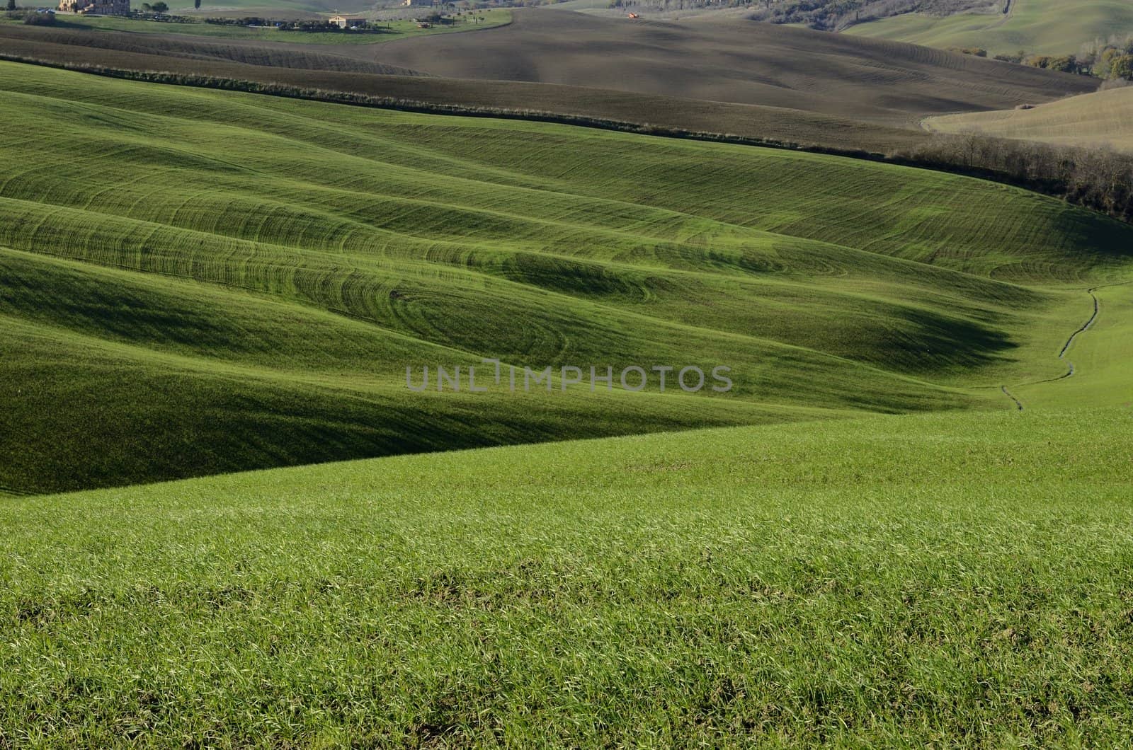 A typical green hillside landsdscape in Tuscany