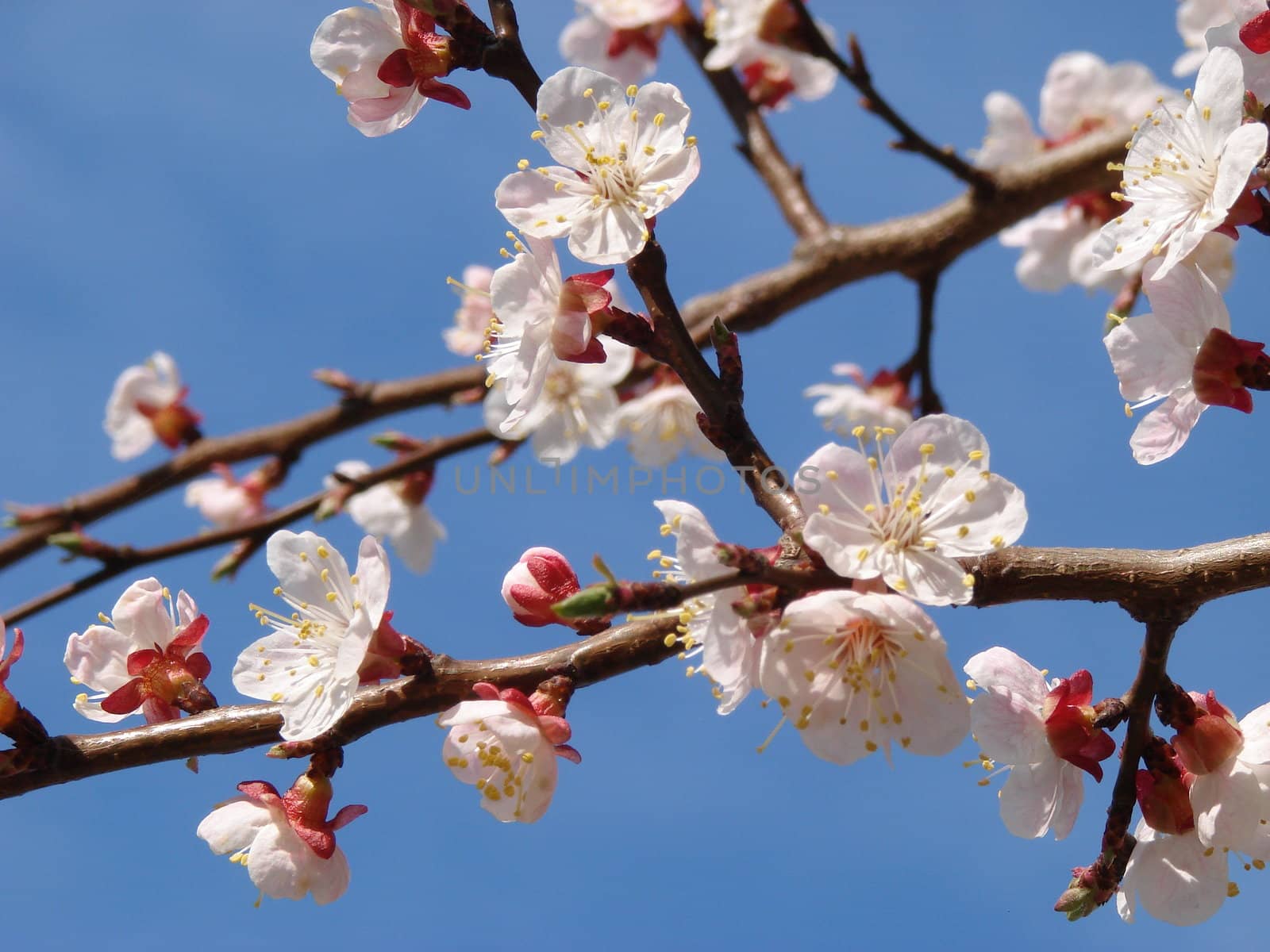 Spring blossoming by fotosergio