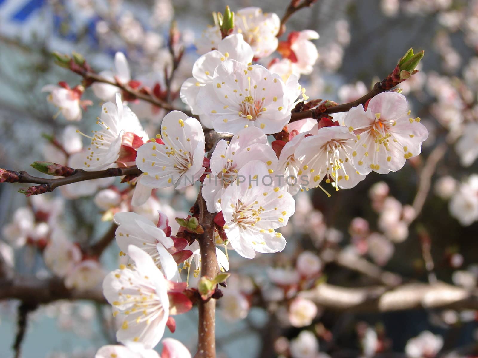 Spring blossom of apricote tree white flowers