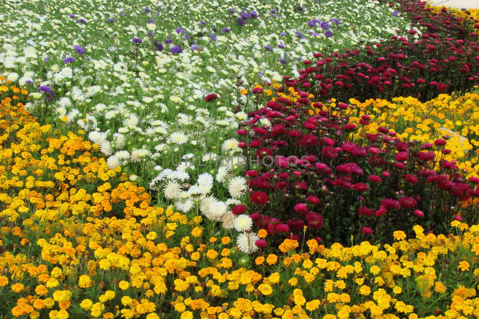 Blossoming flower bed by fotosergio