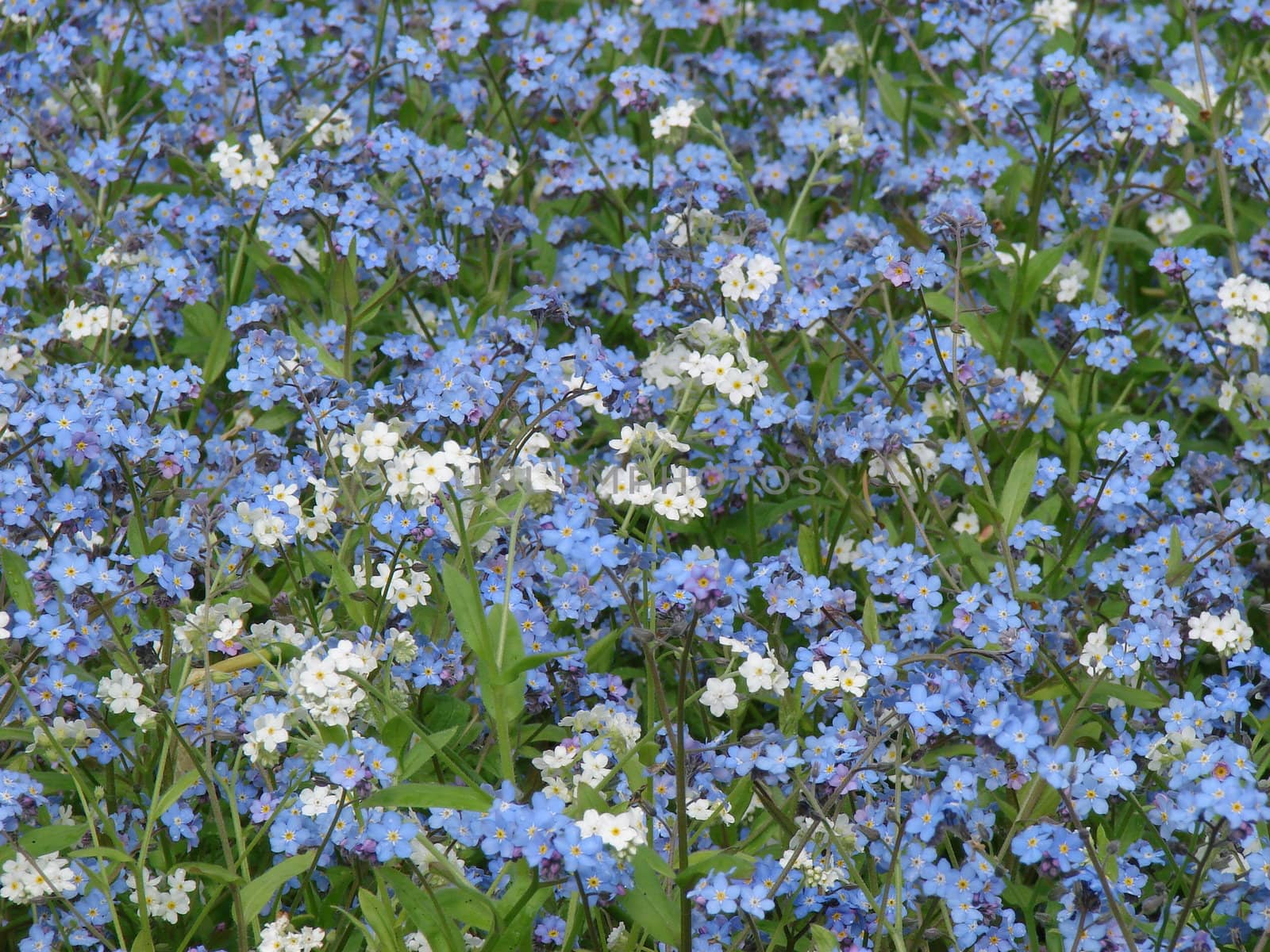 The bed of white blue flowers background