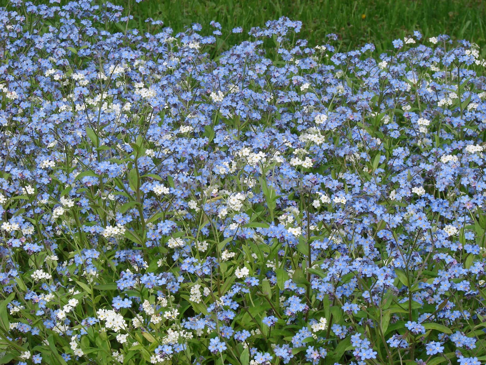 The bed of white blue flowers background