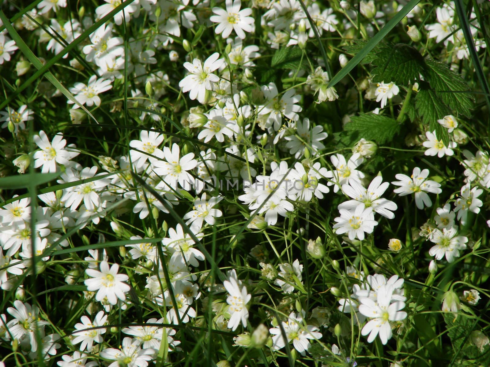 white blue flowers background by fotosergio