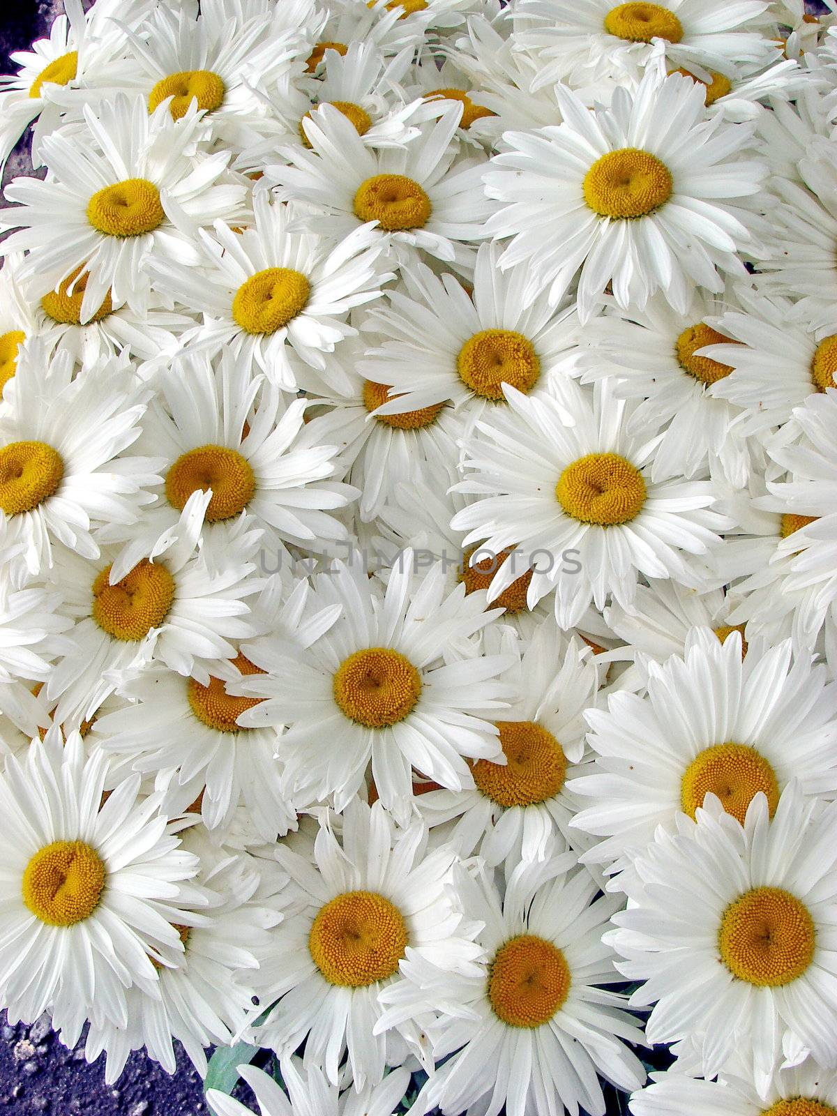 big white daisy wheels bouquet by fotosergio