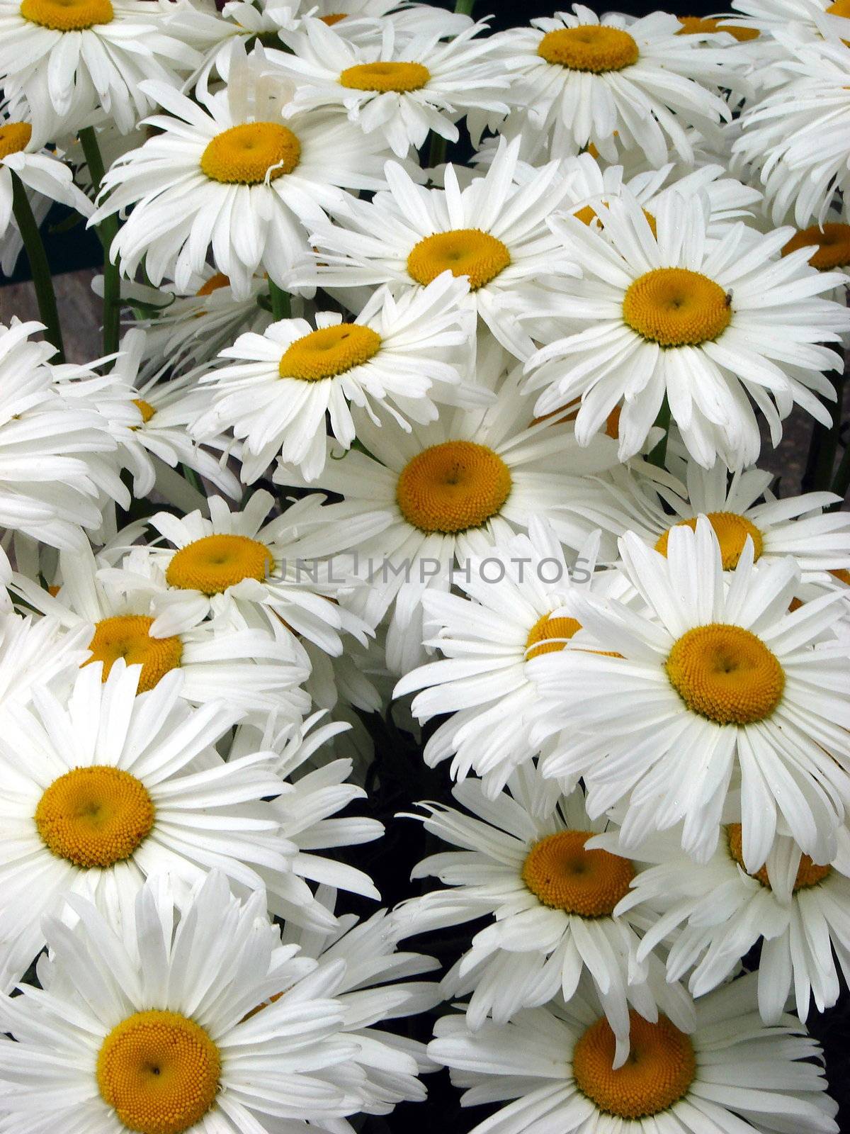 A lot of big white daisy wheels bouquet