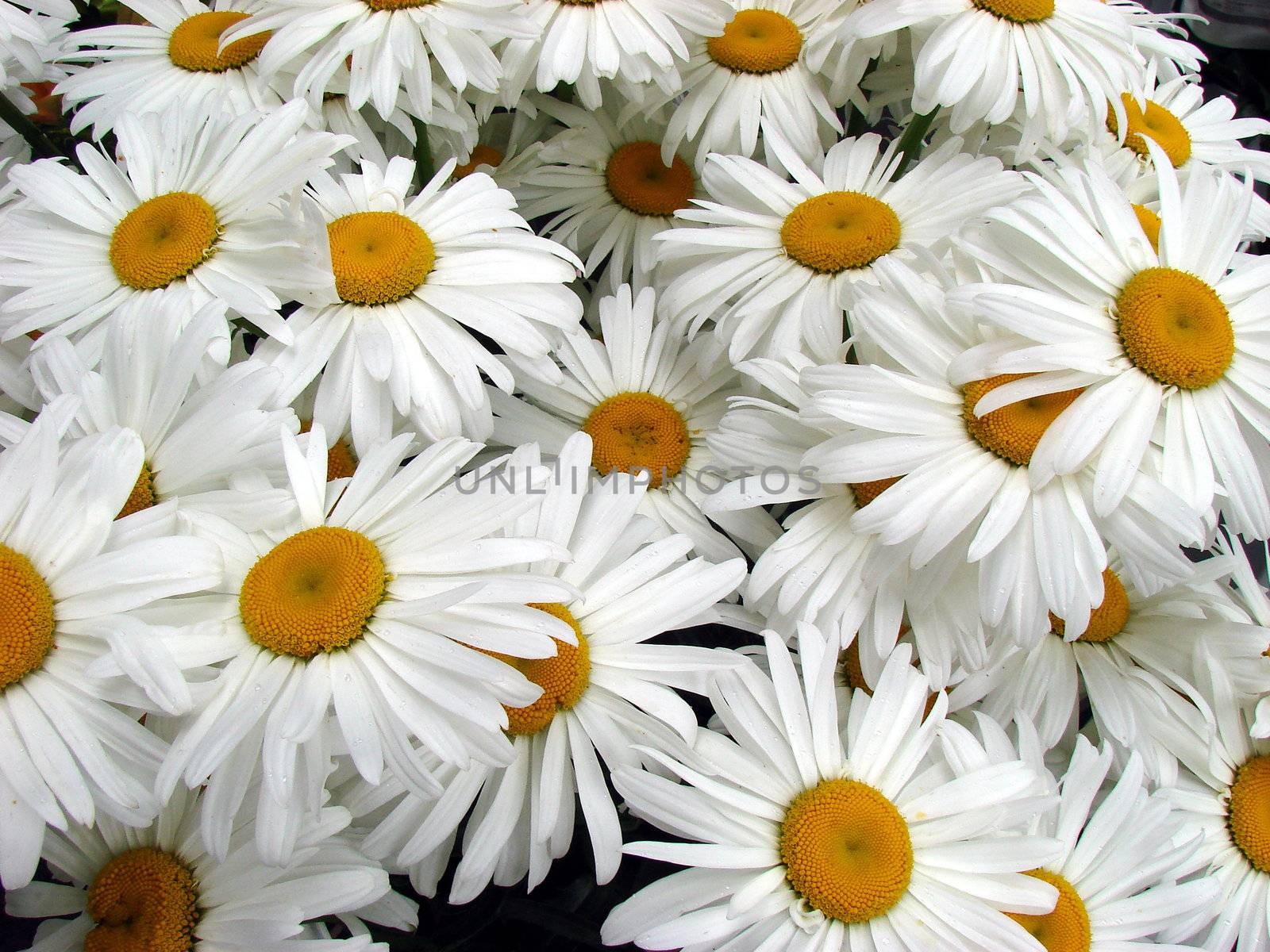 big white daisy wheels bouquet by fotosergio