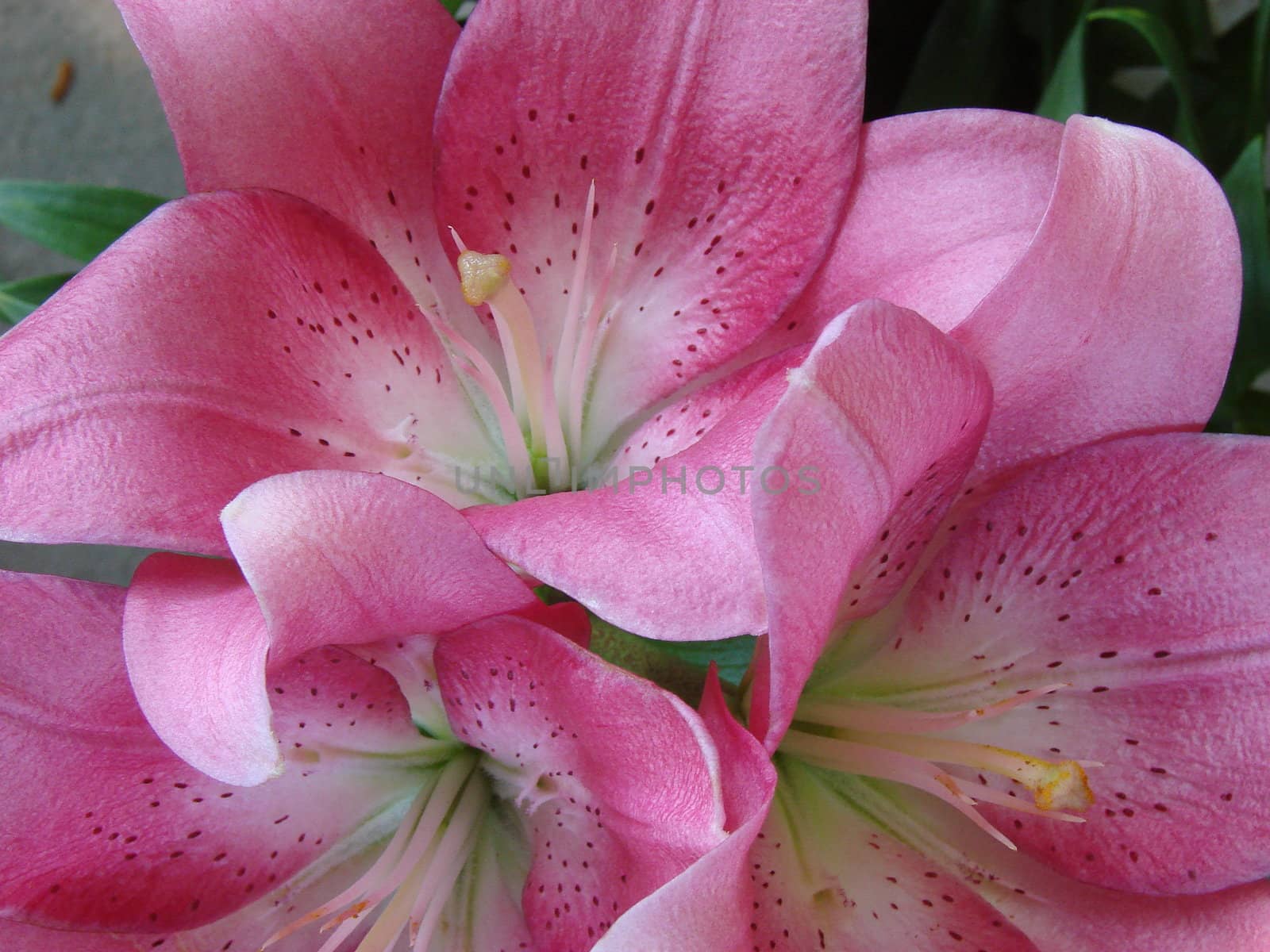 big pink rosy big lilly bouquet 05