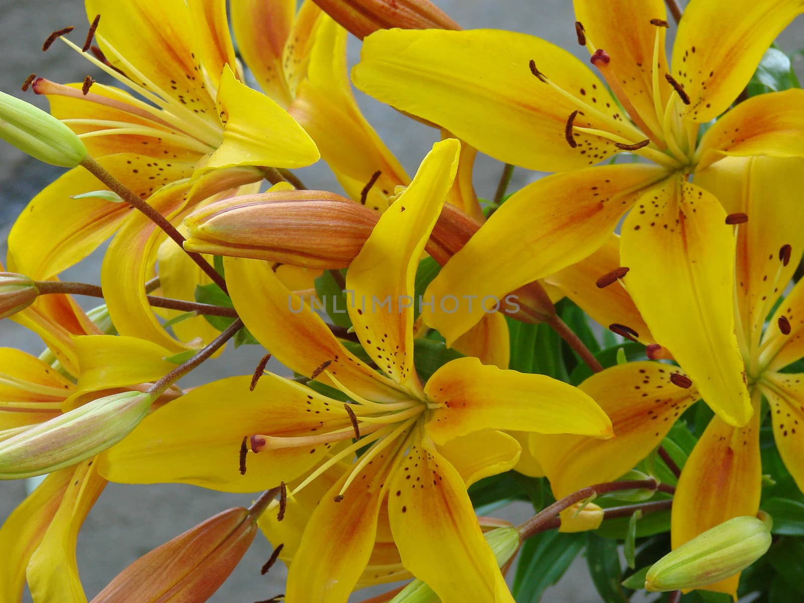 yellow big lily bouquet by fotosergio