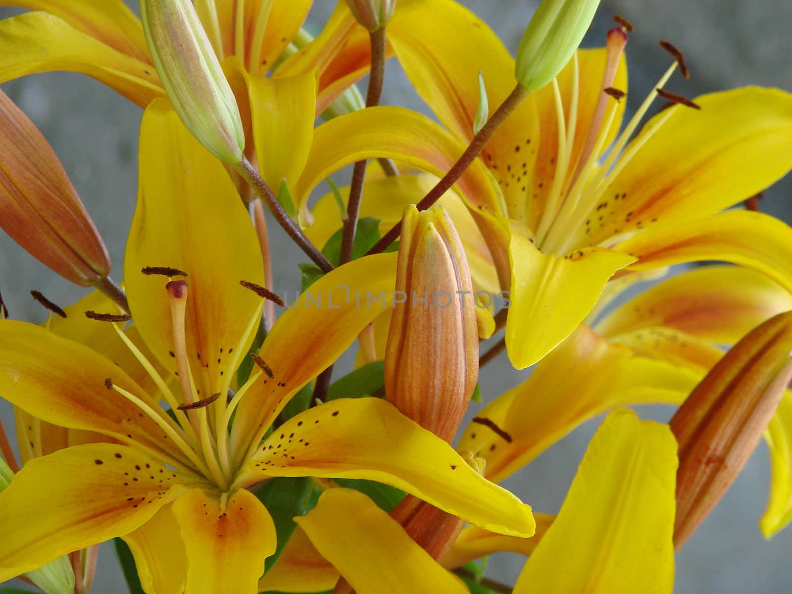 yellow big lily bouquet by fotosergio