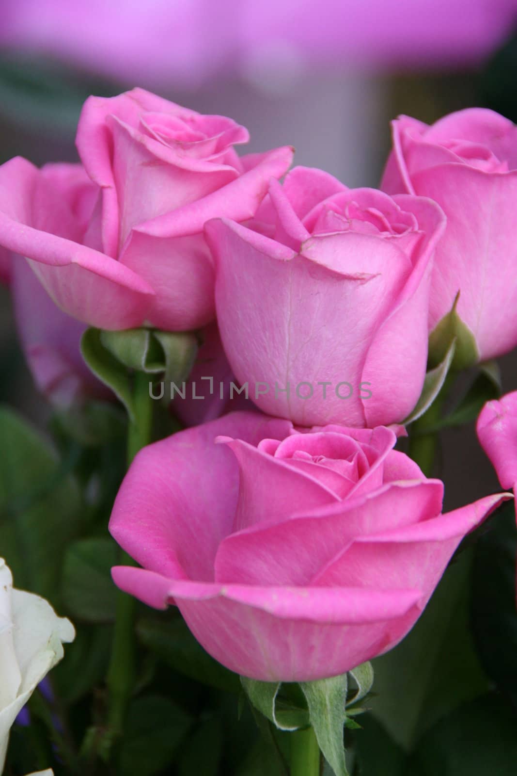 purple pink rose flowers by fotosergio