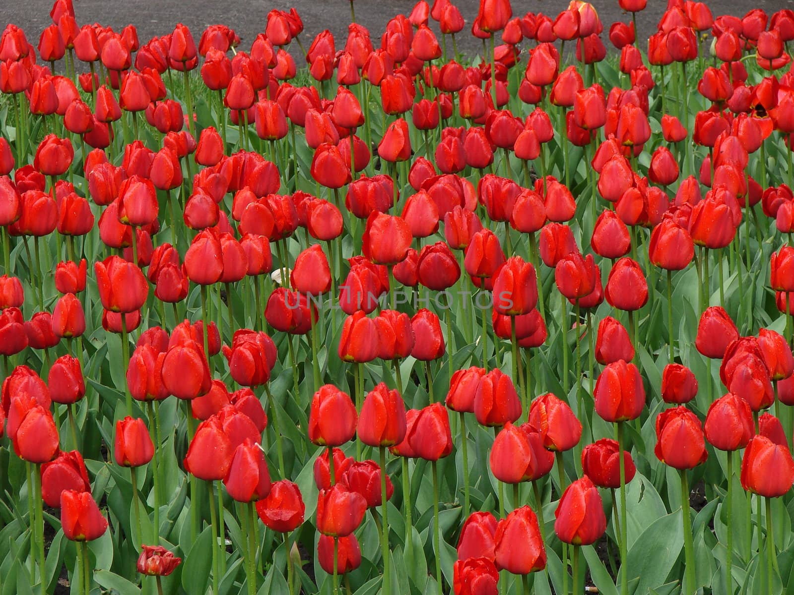 scarlet red tulips flowers by fotosergio