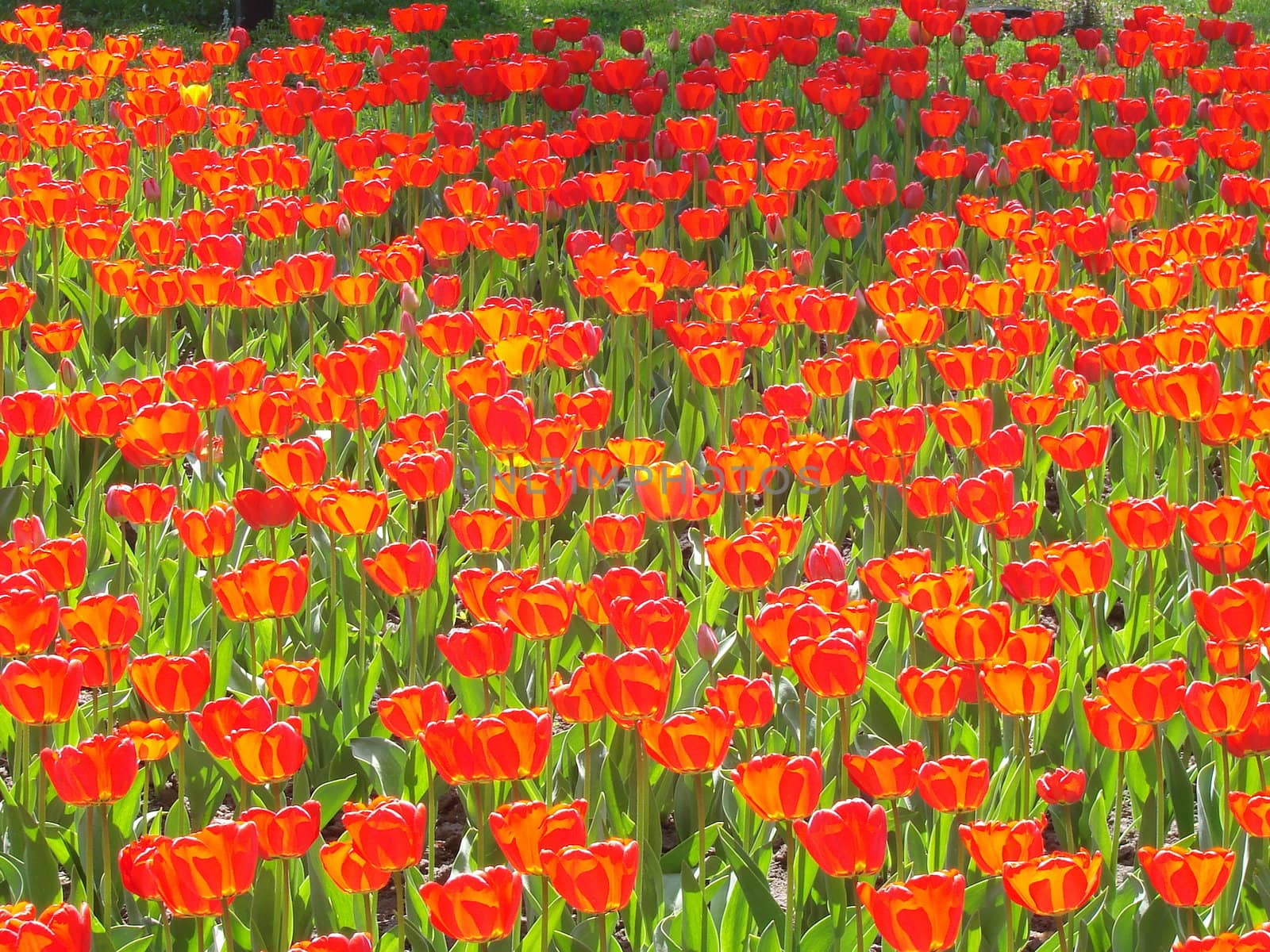 The bed of scarlet red tulips flowers