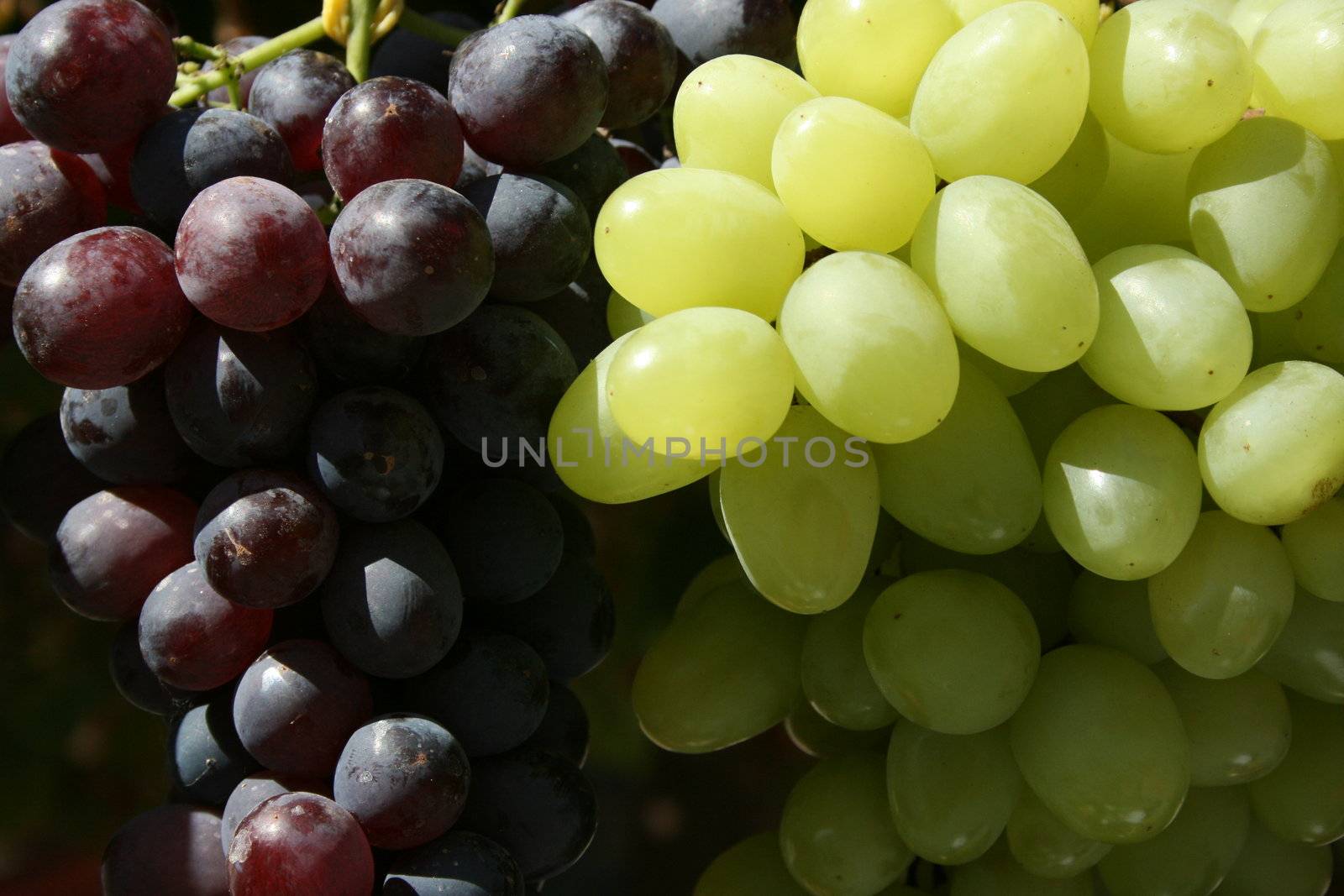 Bunch of fresh big mature grapes