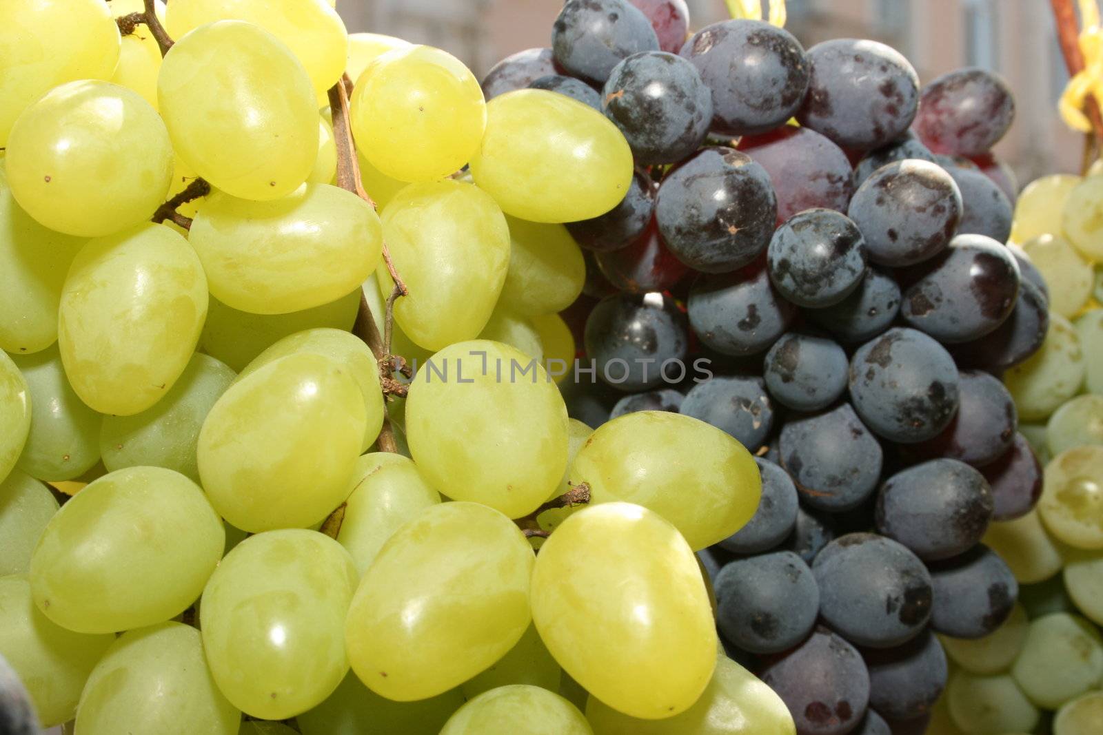 fresh big mature grapes by fotosergio