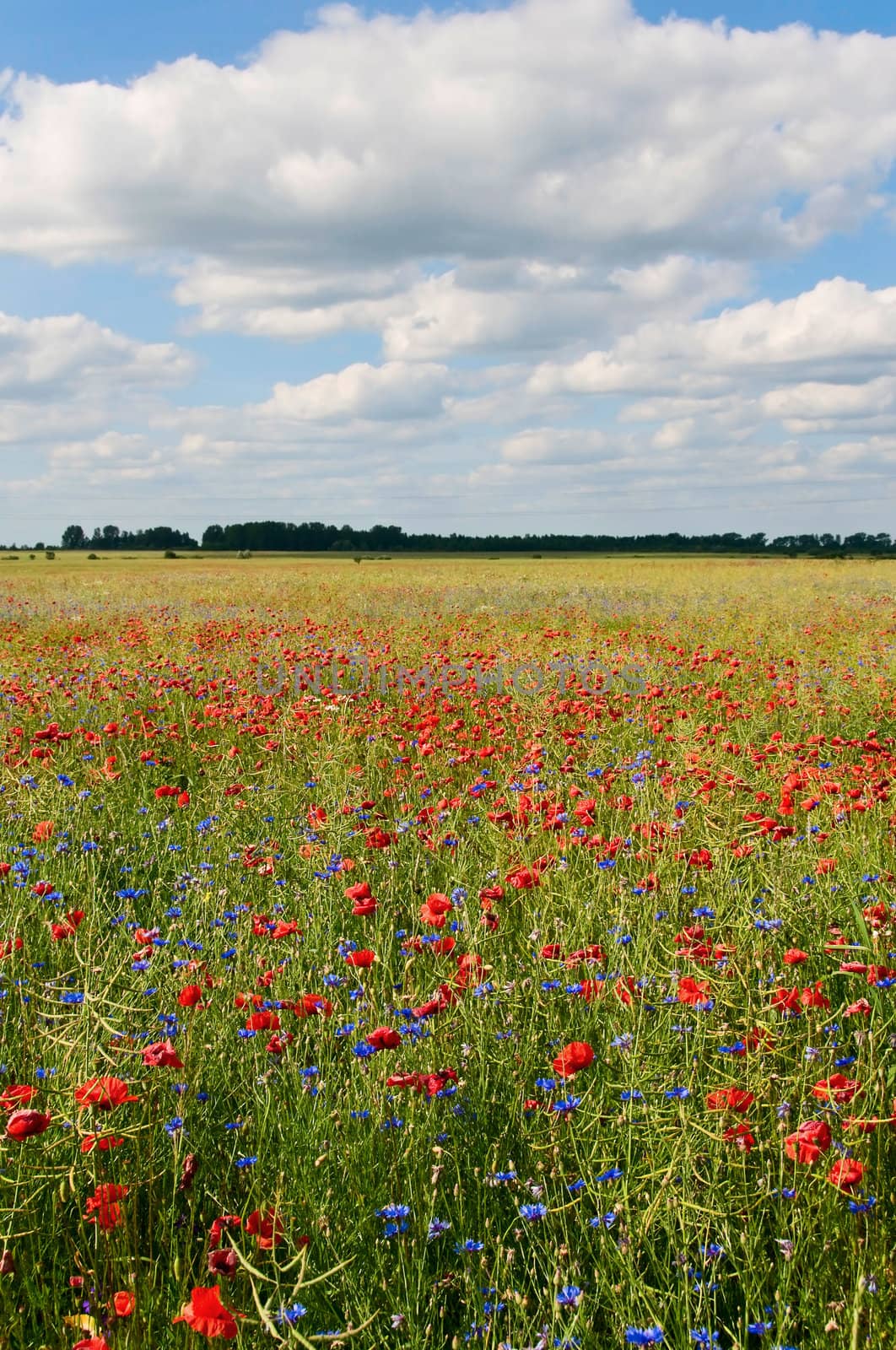 Flowers field with blue sky on background