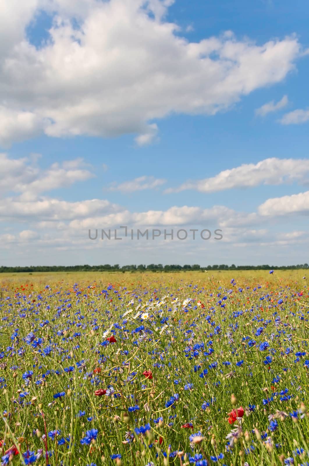 Flowers field with blue sky on background