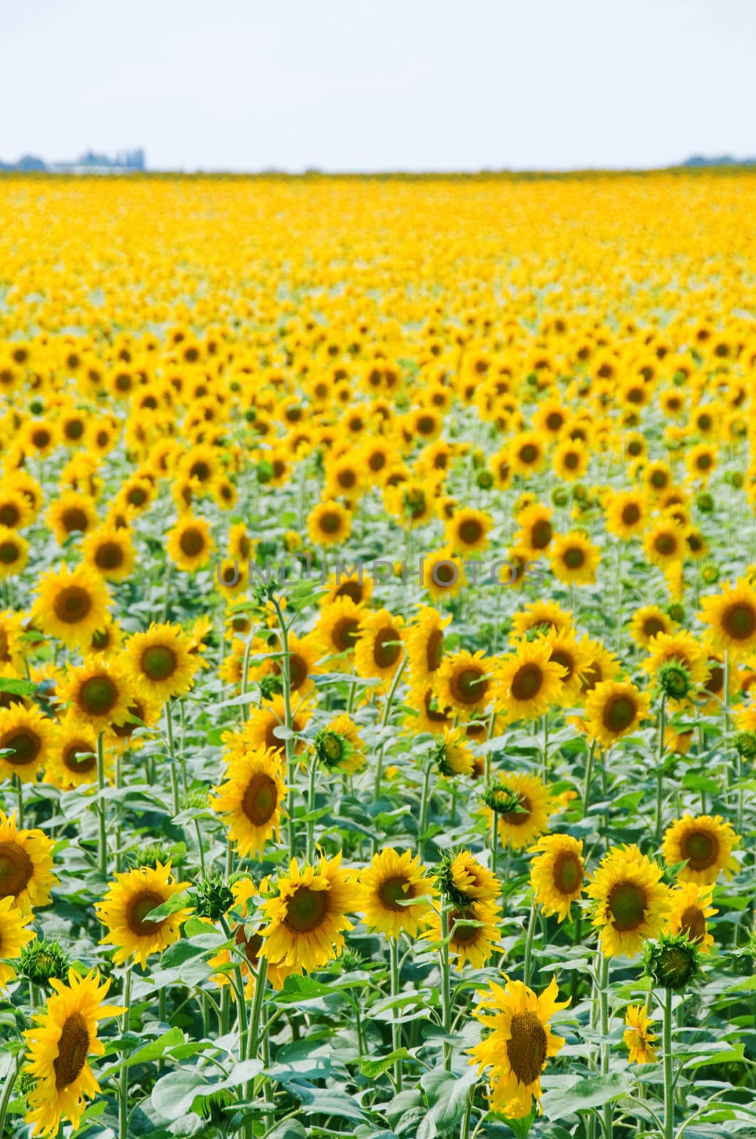 Sunflowers field with huge number of flowers with clear sky above