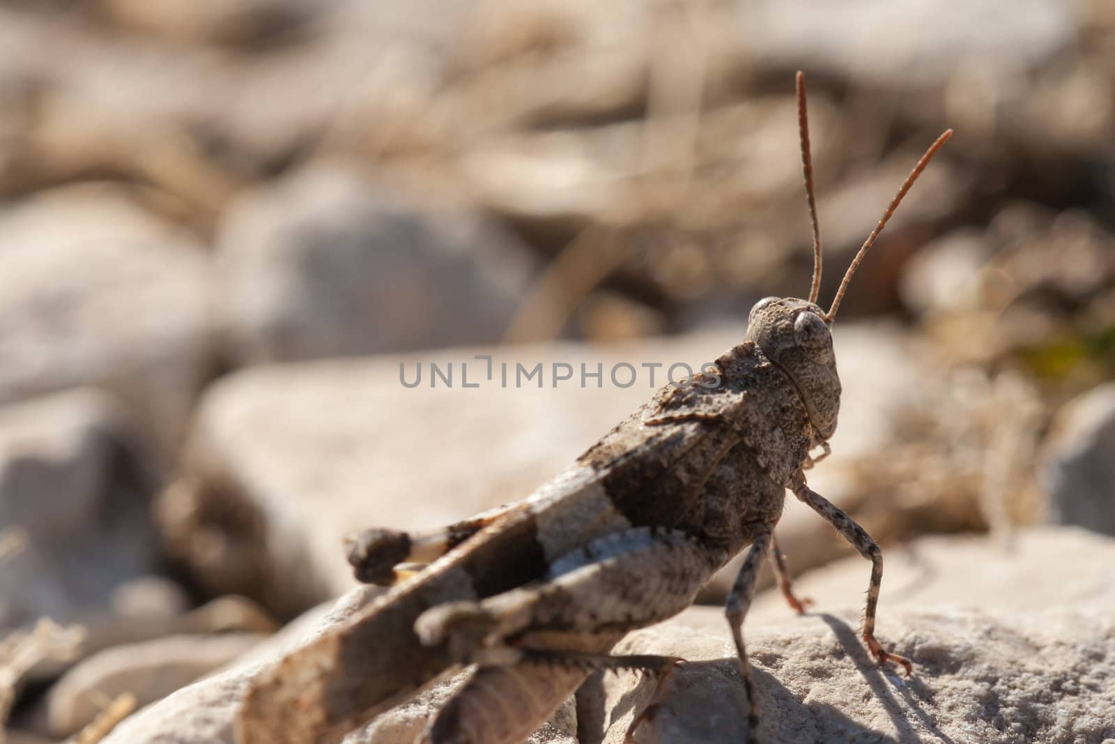 Brown locust close up full body side view (Oedipoda carulescens)