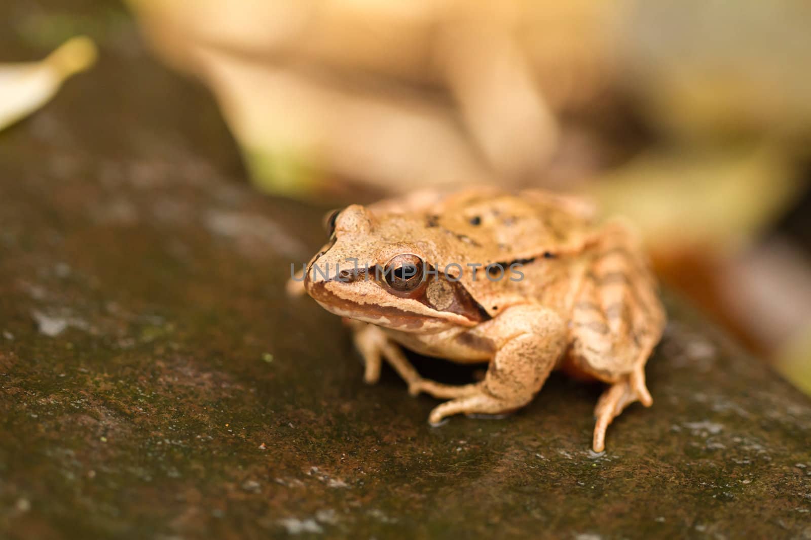 Close-up from a yellow frog