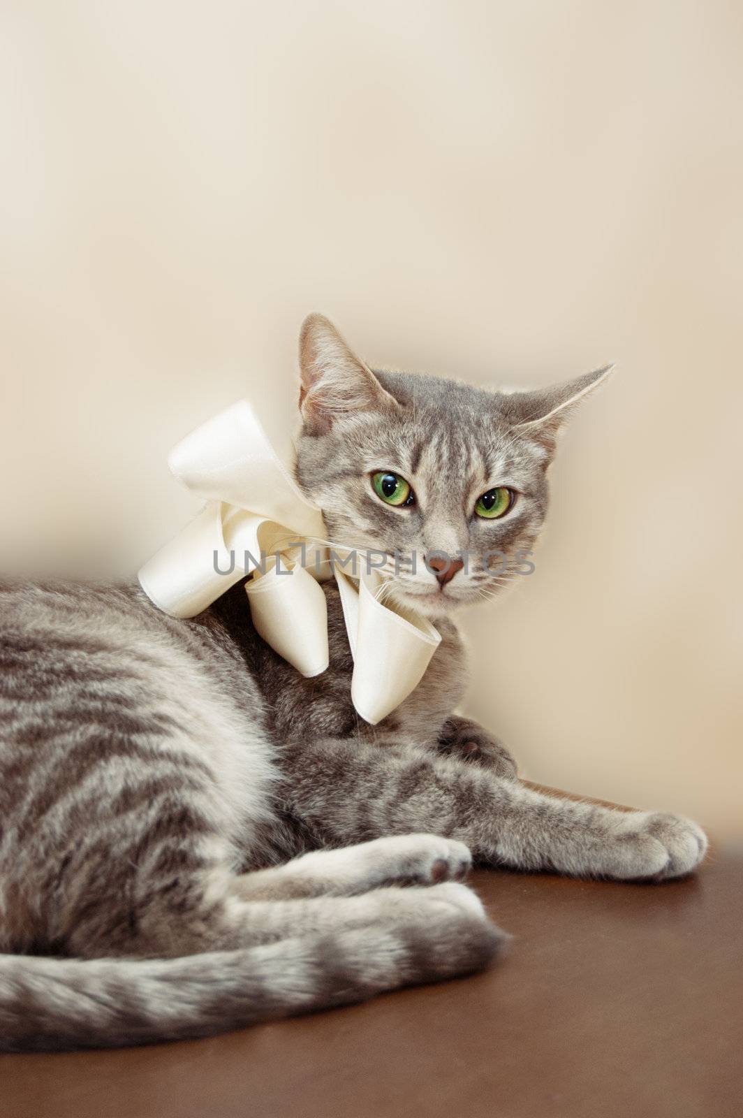 Relaxed smoky cat with white bow sitting