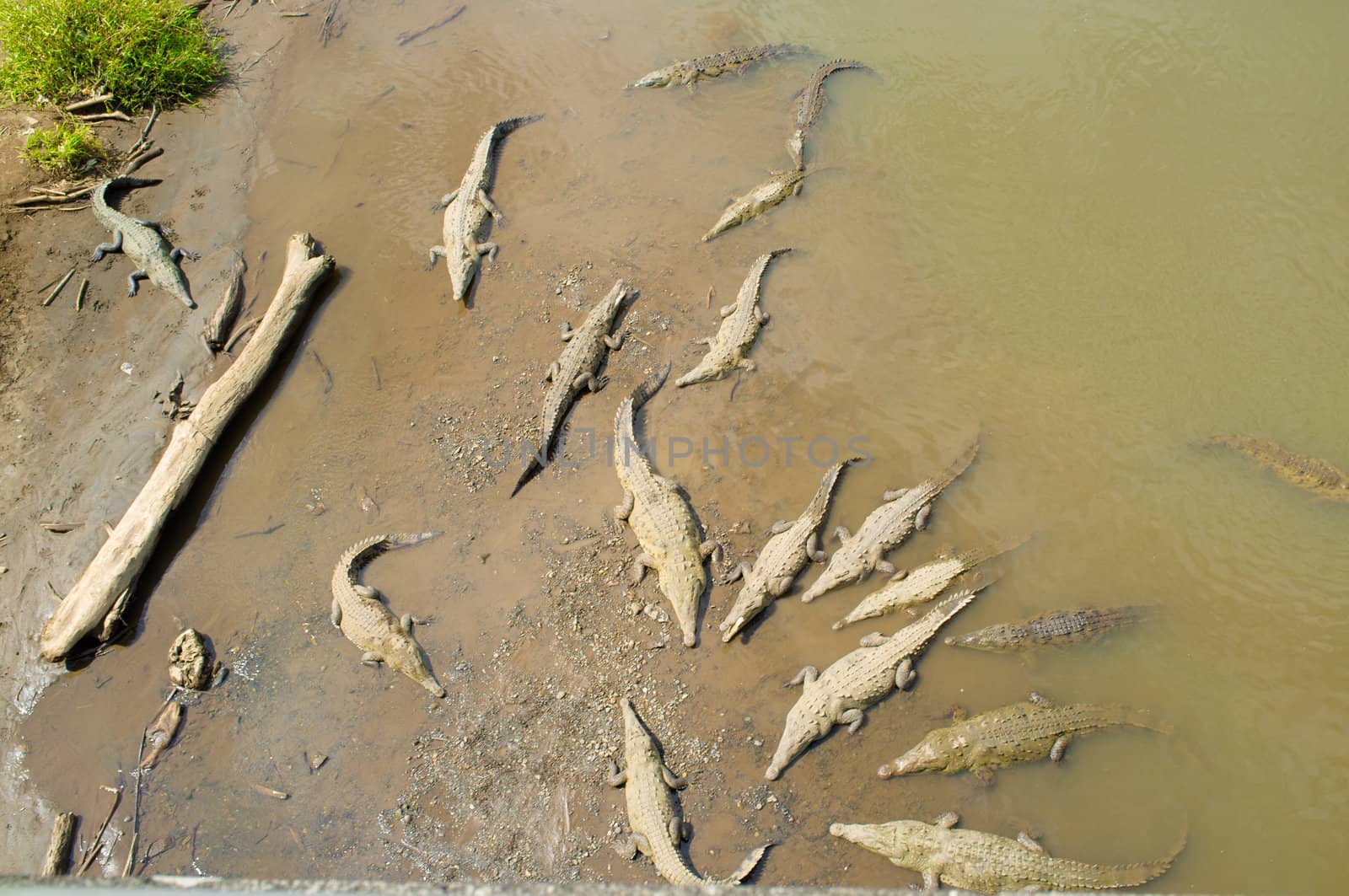 Crocodiles resting under the sun in Tarcoles river, Costa Rica