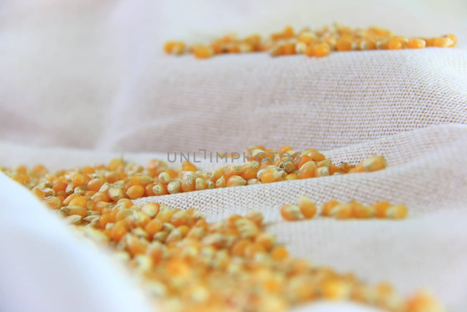 yellow sweet corns on natural cloth in group 