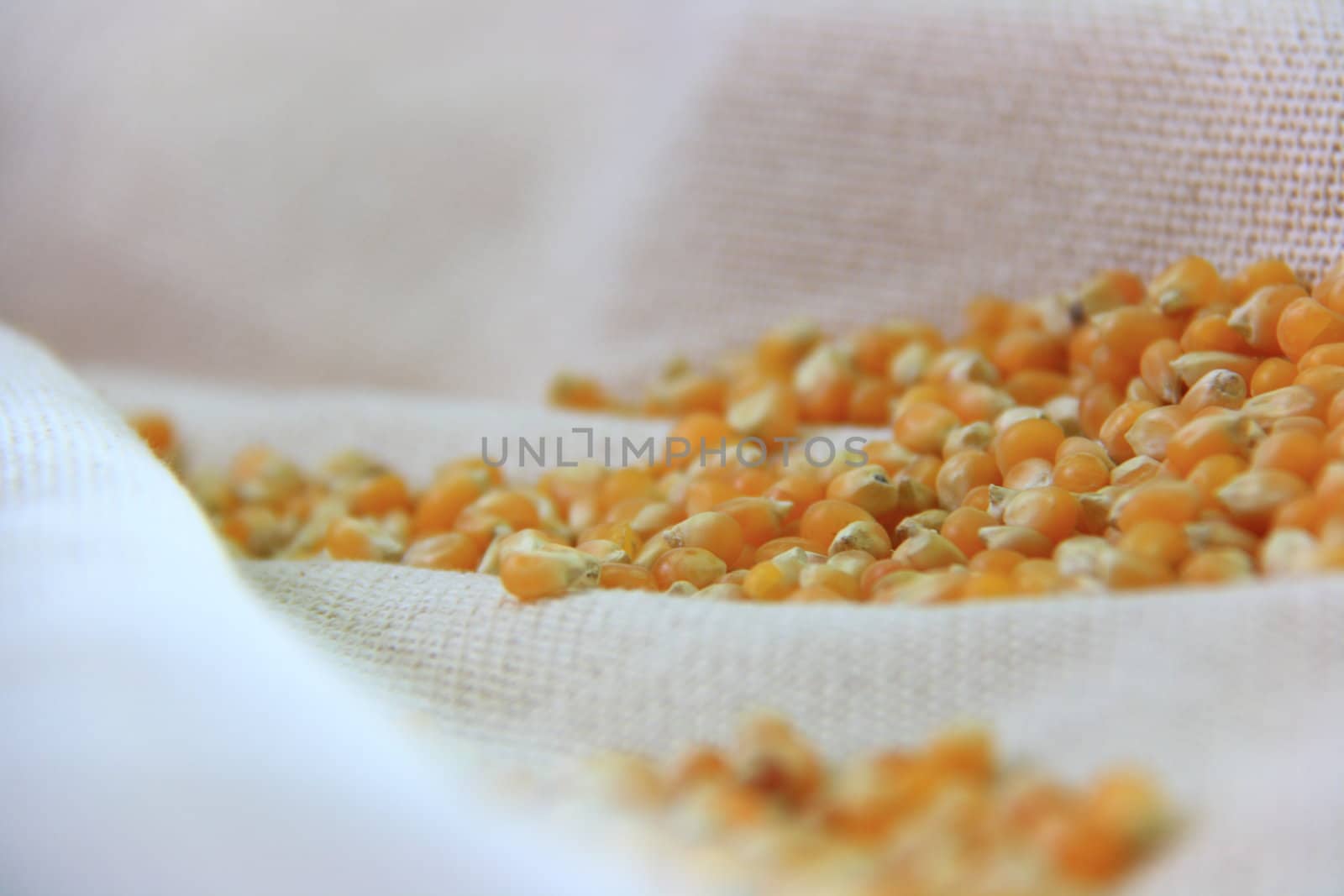 yellow sweet corns on natural cloth in group 