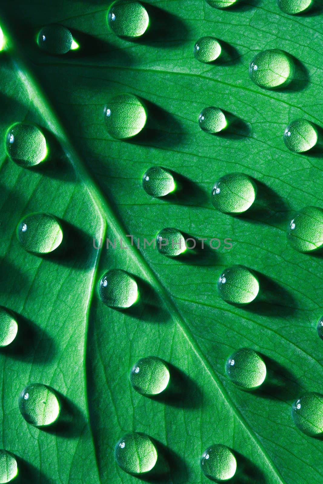 Closeup of water drops on green leaf surface. Nice background