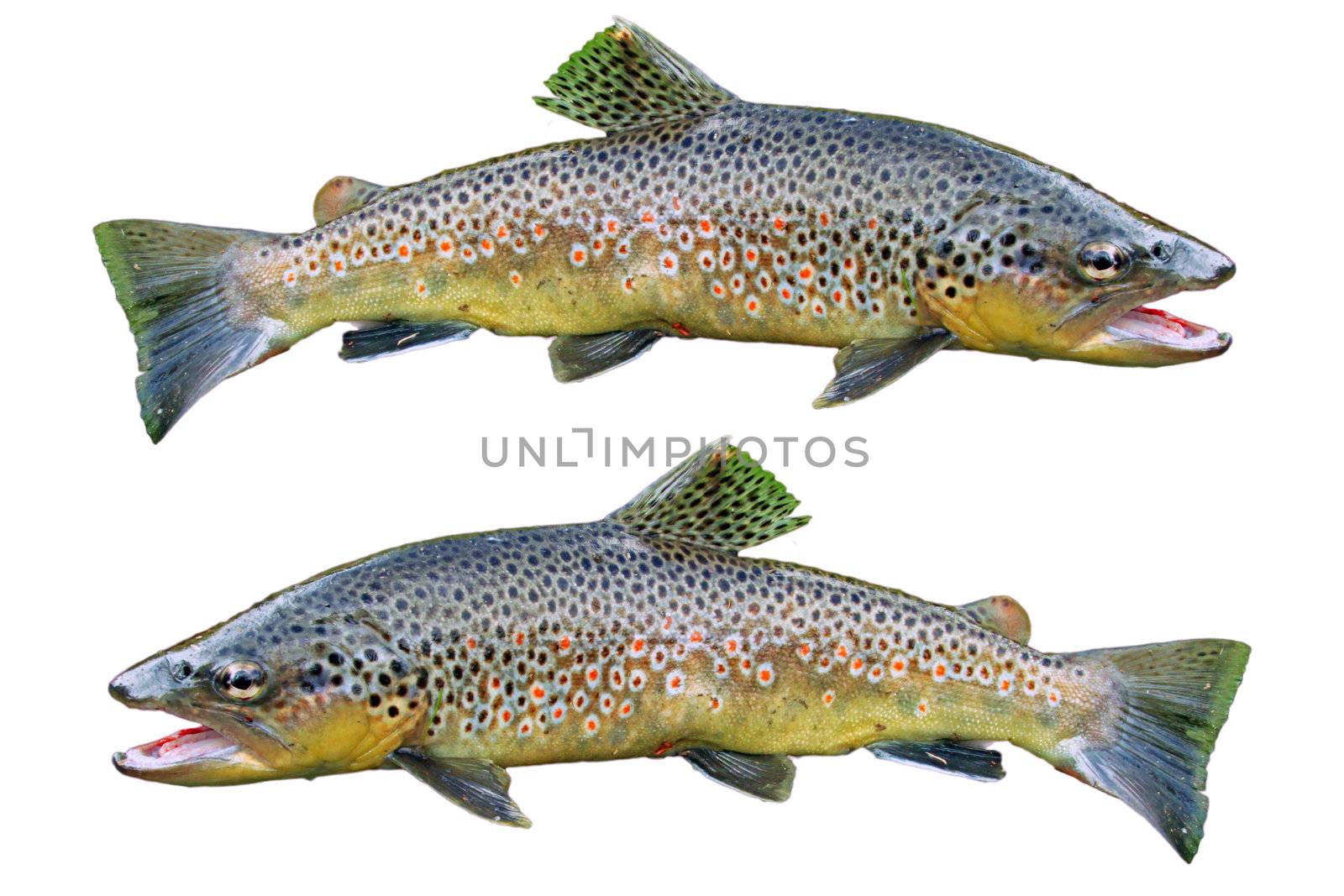 Two common trouts isolated on white background